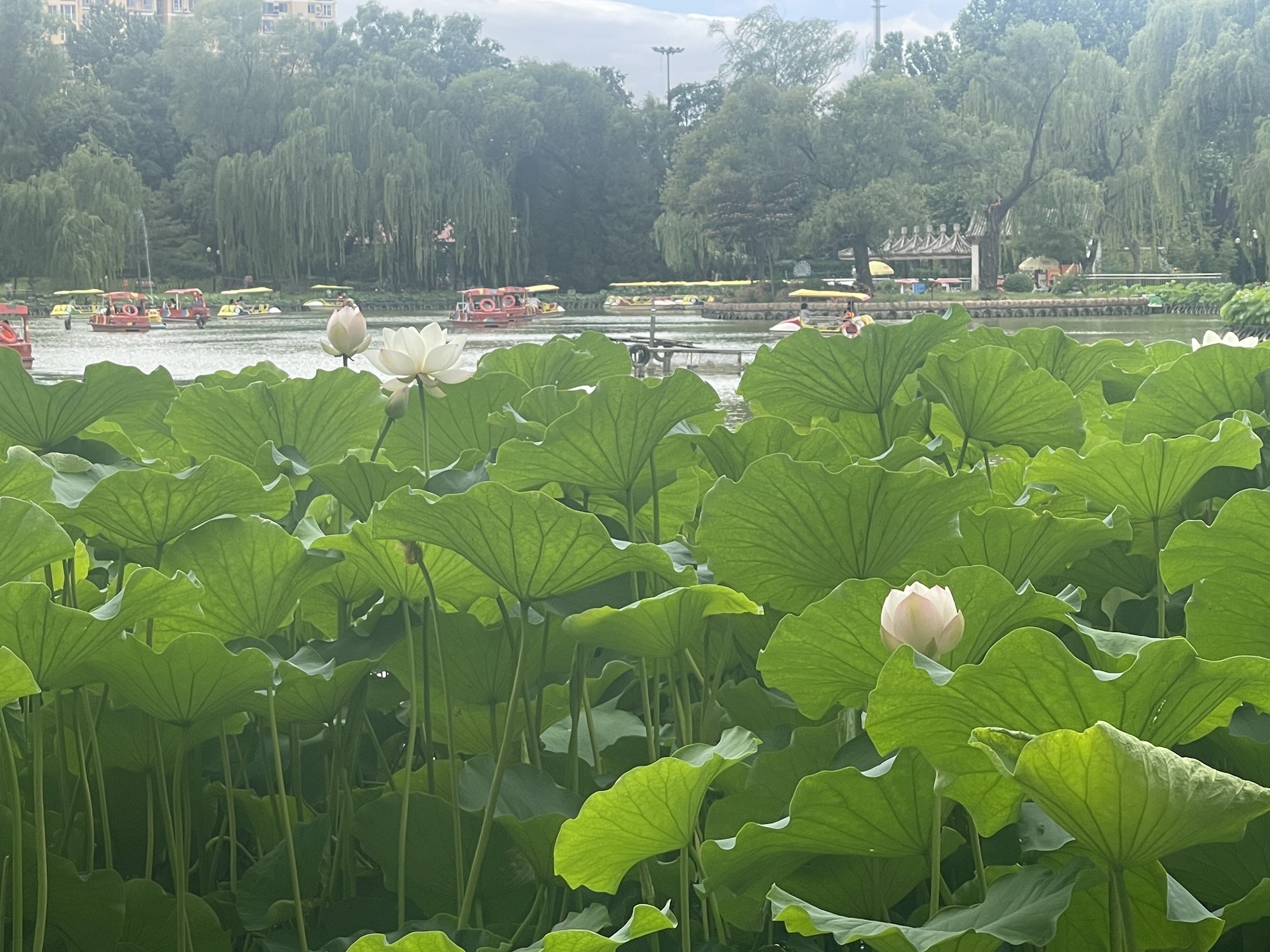 顺义公园旅行图片 2