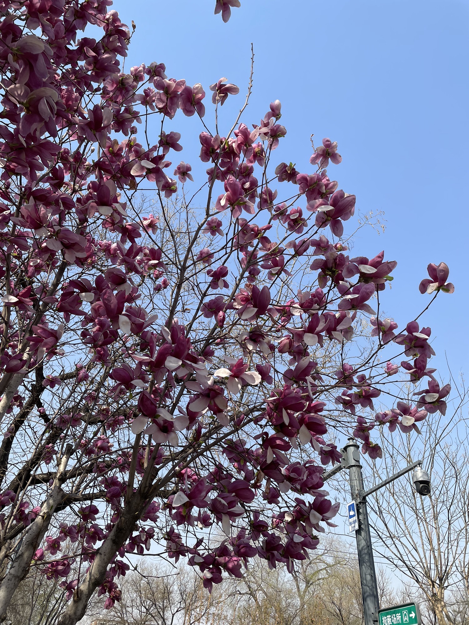 皇城根遗址公园旅行图片 3