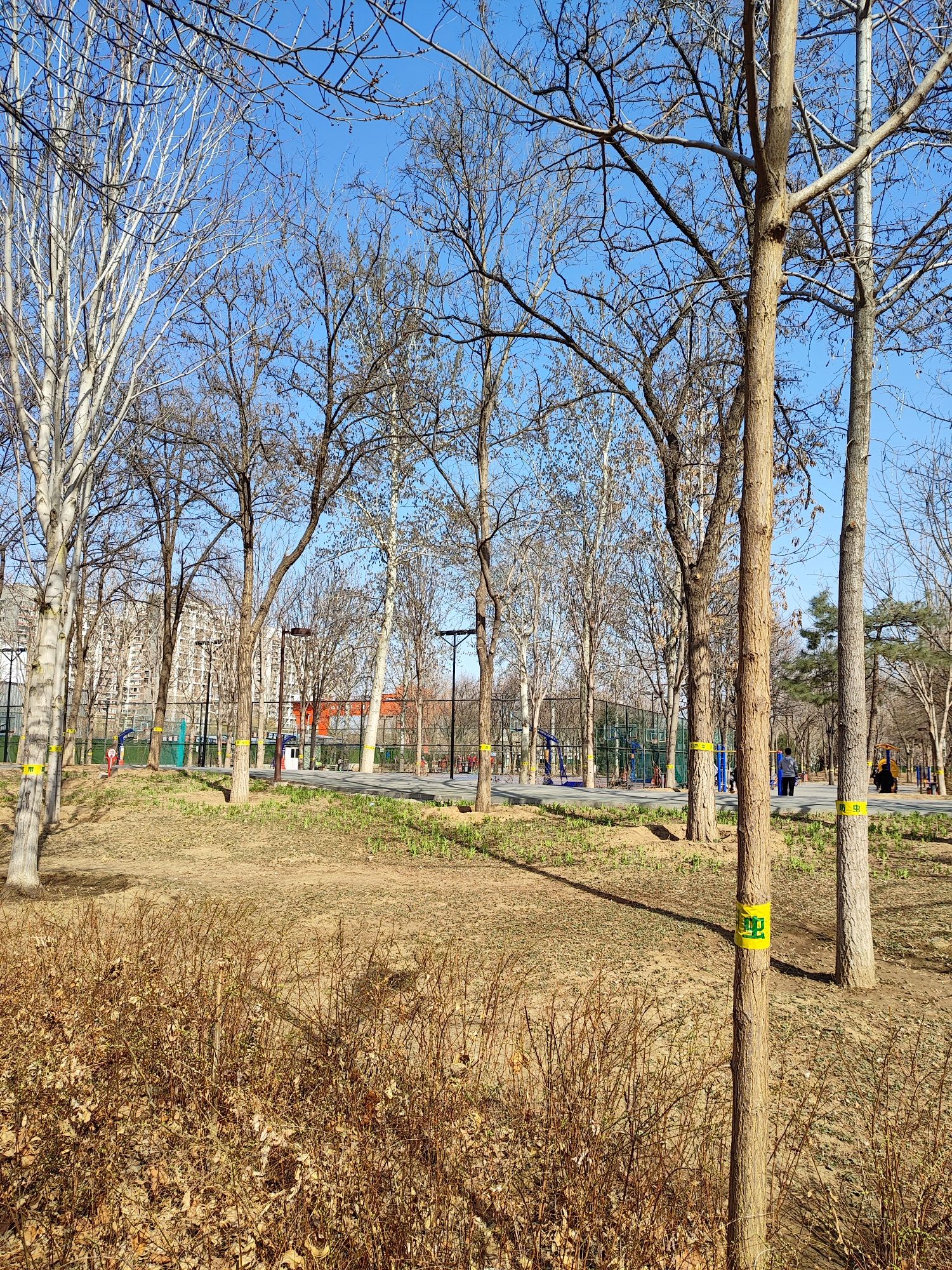 回龙观体育文化公园旅行图片 2