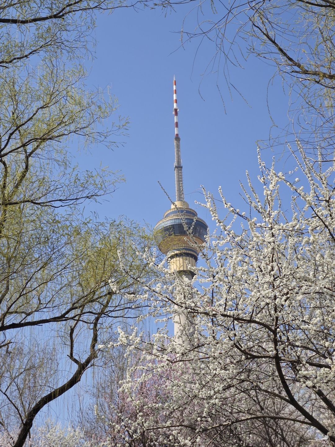 玉渊潭公园旅行图片 1