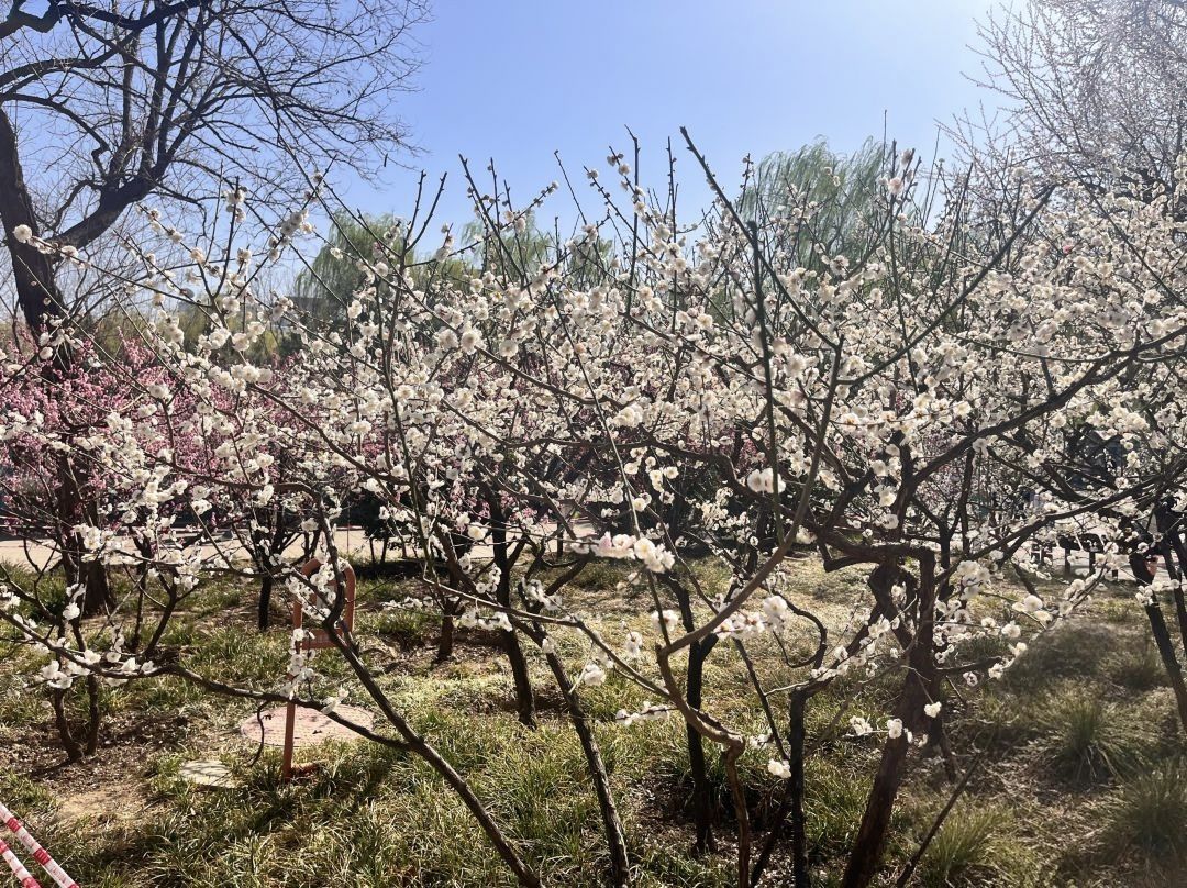 玉渊潭公园旅行图片 2
