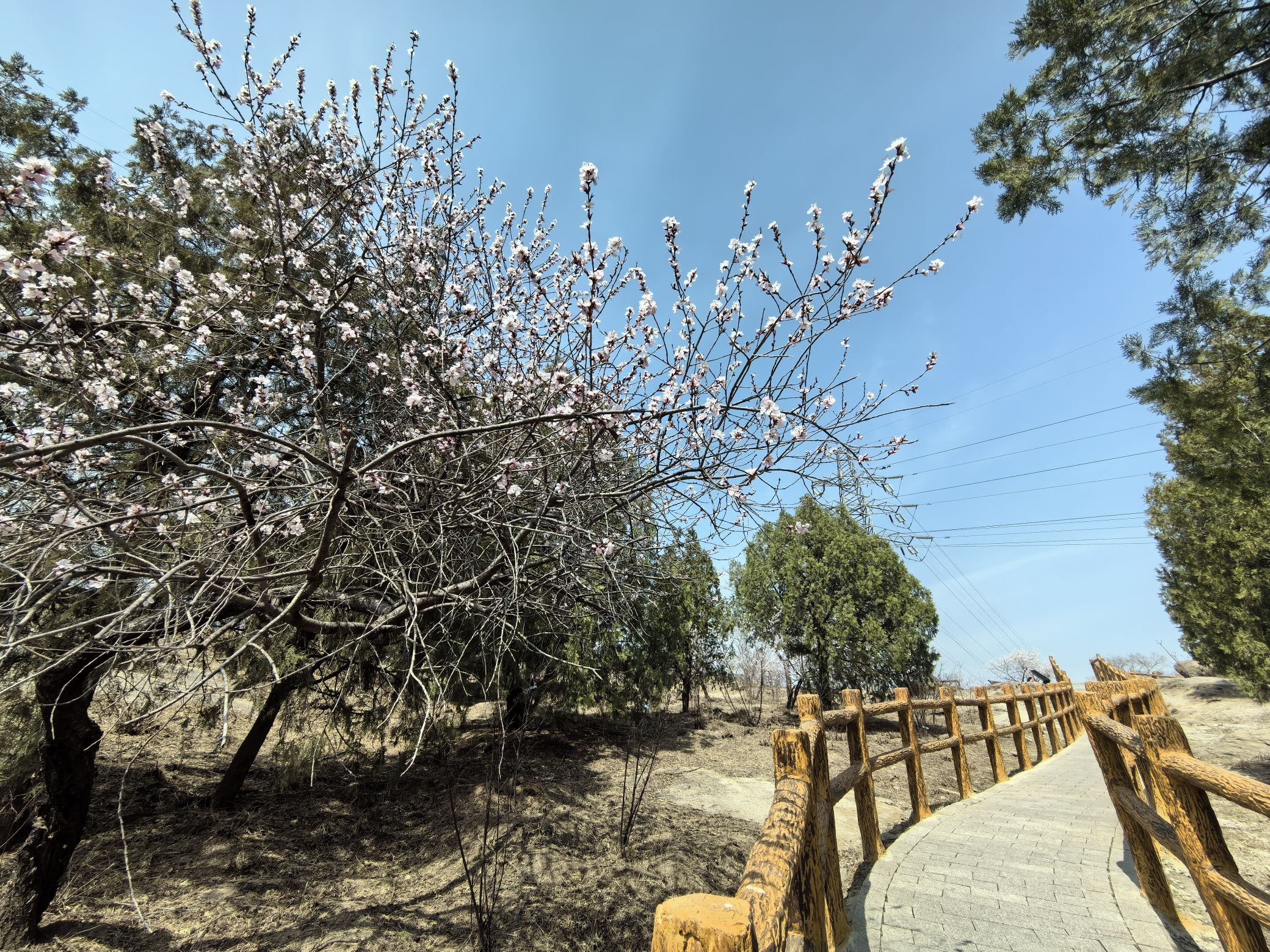 白水寺森林公园旅行图片 3