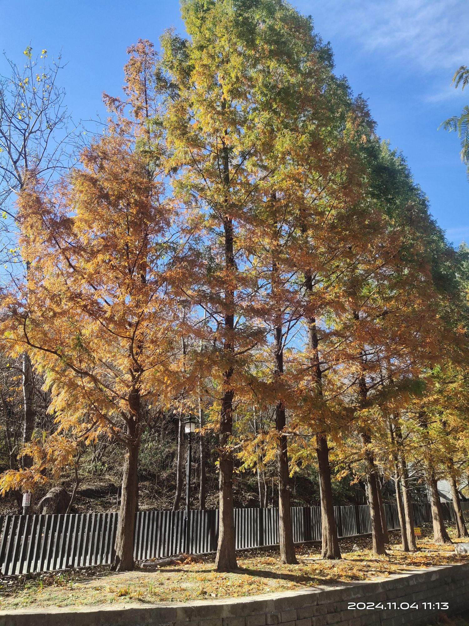 白水寺森林公园旅行图片 3