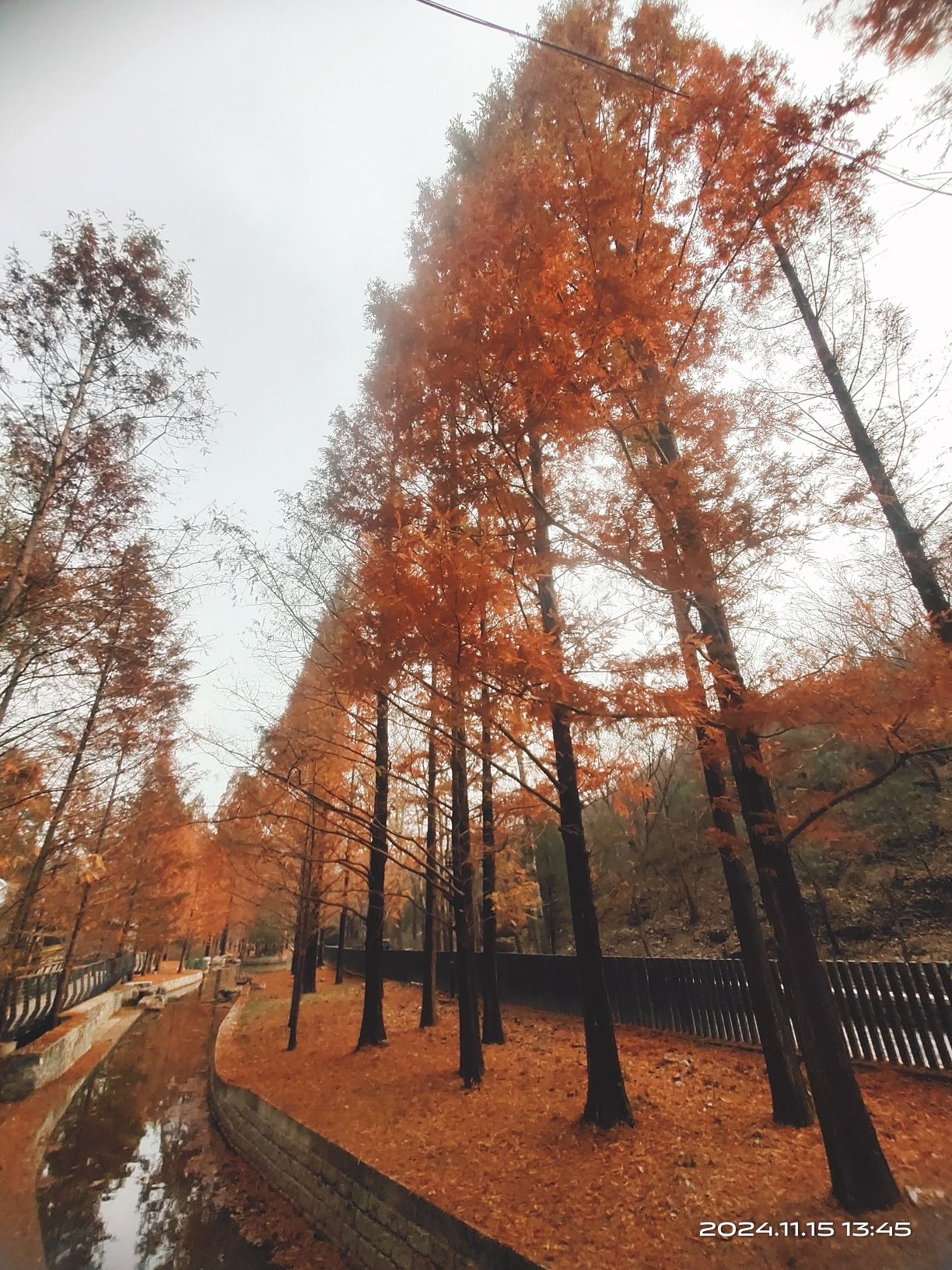 白水寺森林公园旅行图片 1