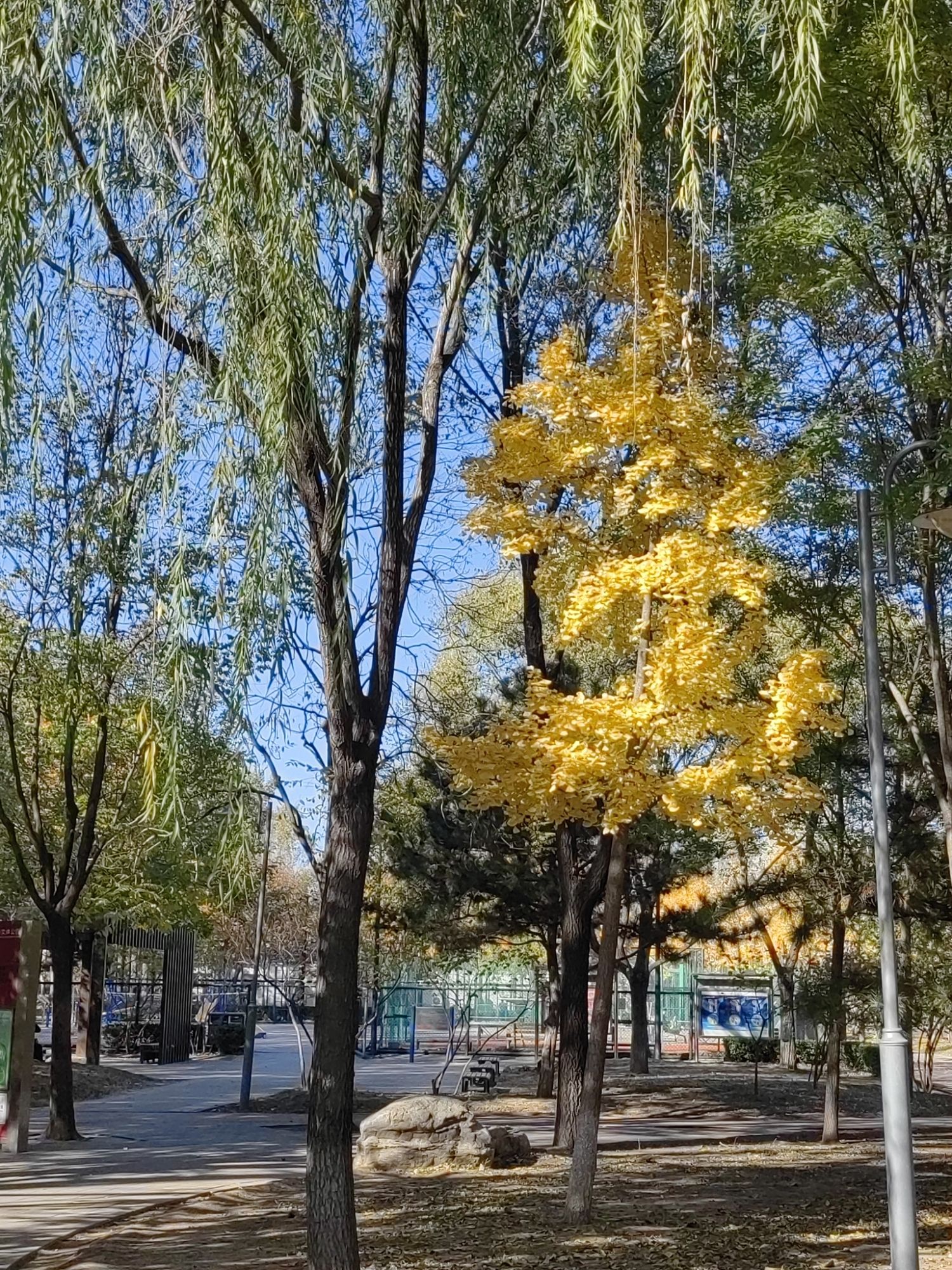 东升文体公园旅行图片 3