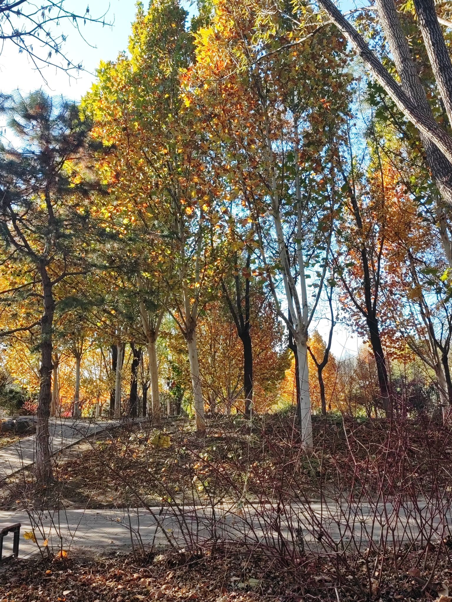 东升文体公园 - 东小口镇便民圈栖邻生活圈风景名胜服务点实景照片