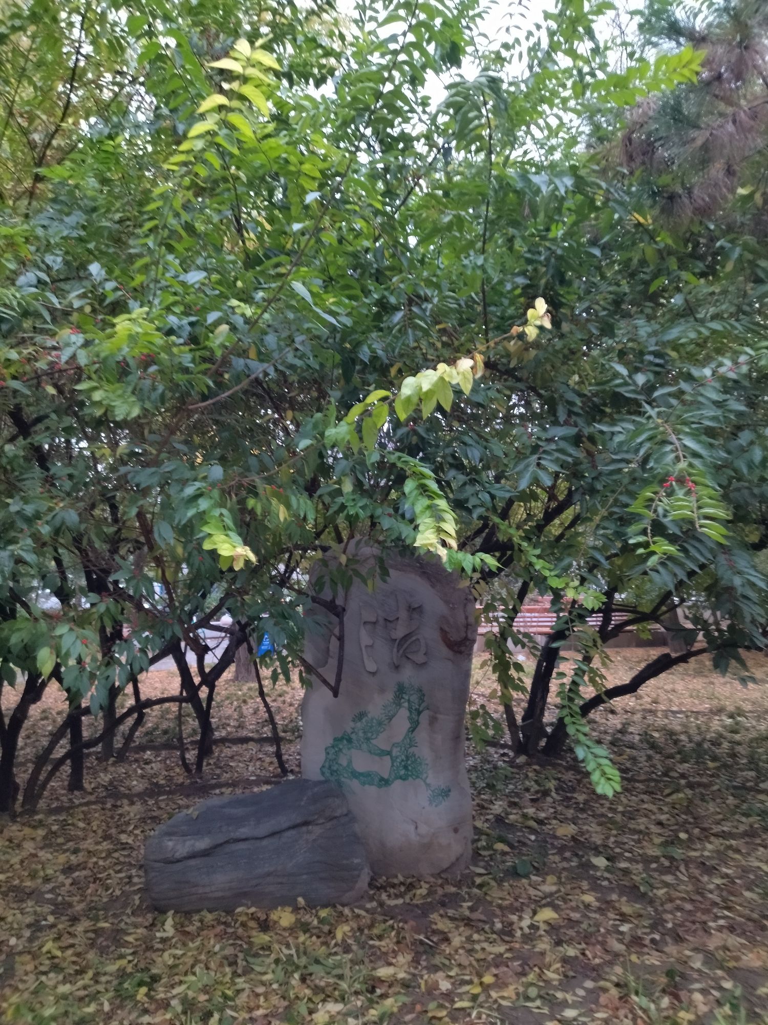 大屯文化广场旅行图片 3