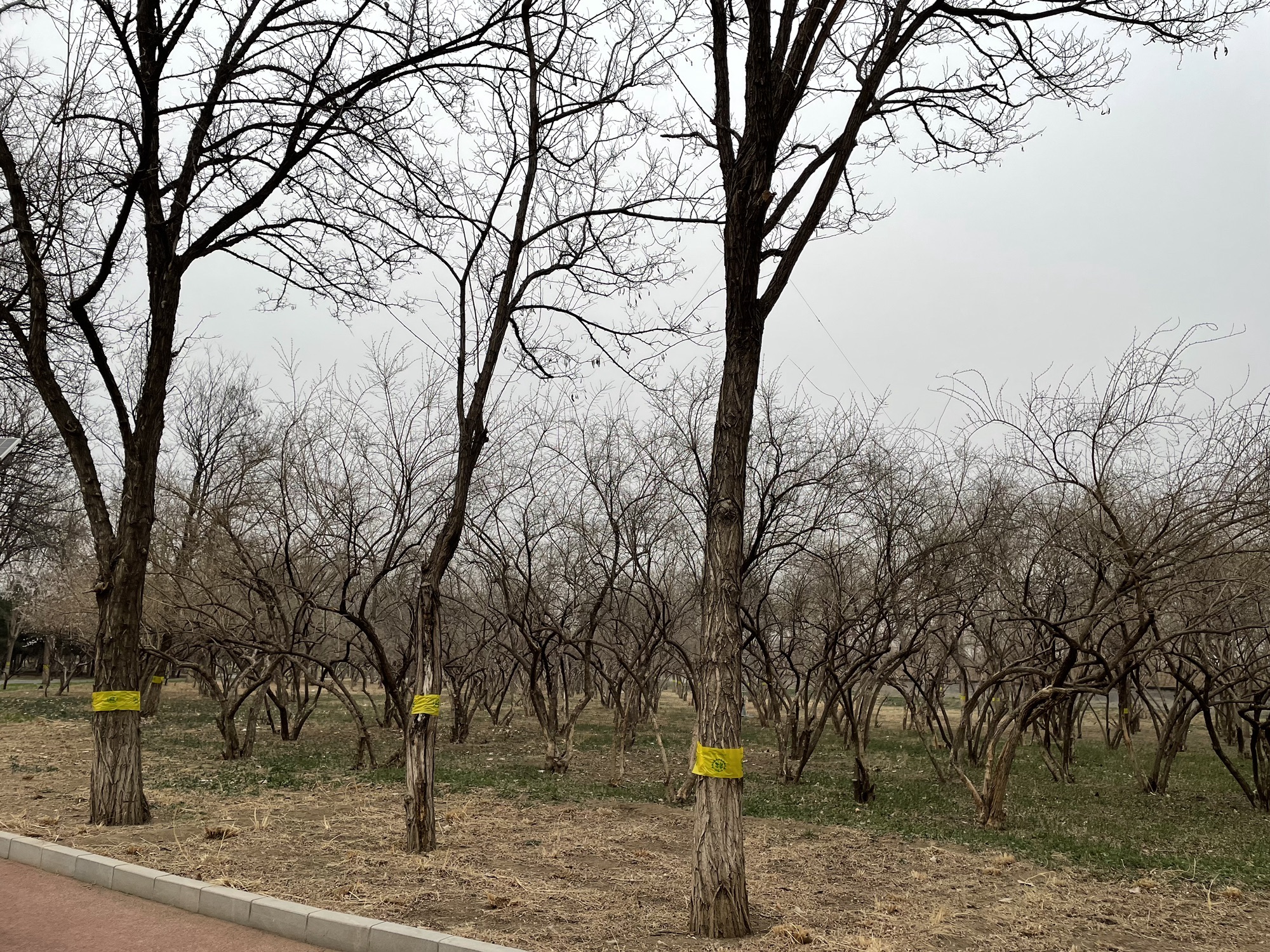 东坝公园旅行图片 3
