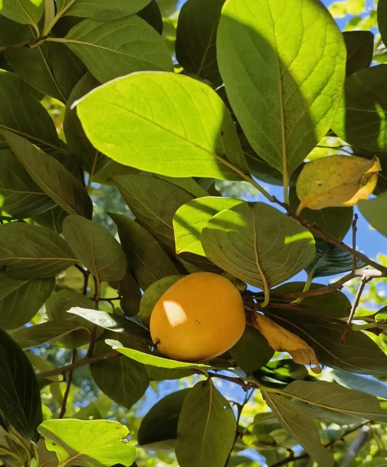 教学植物园旅行图片 2