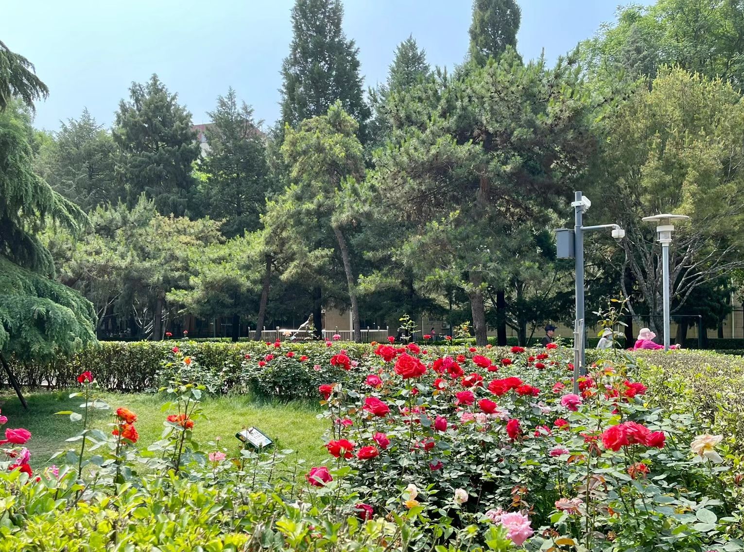 会城门公园旅行图片 2
