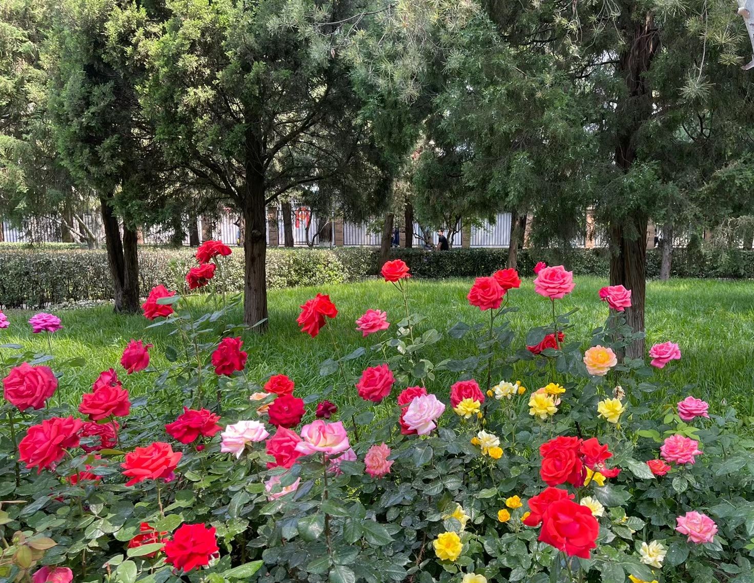 会城门公园旅行图片 3