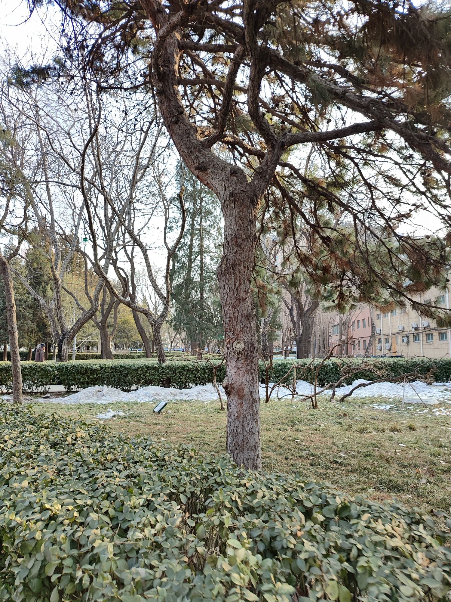会城门公园旅行图片 3