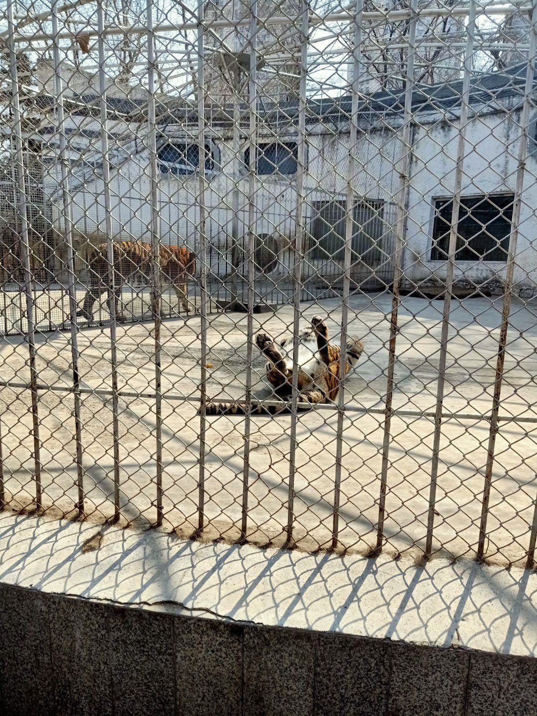 北京野生动物园旅行图片 2