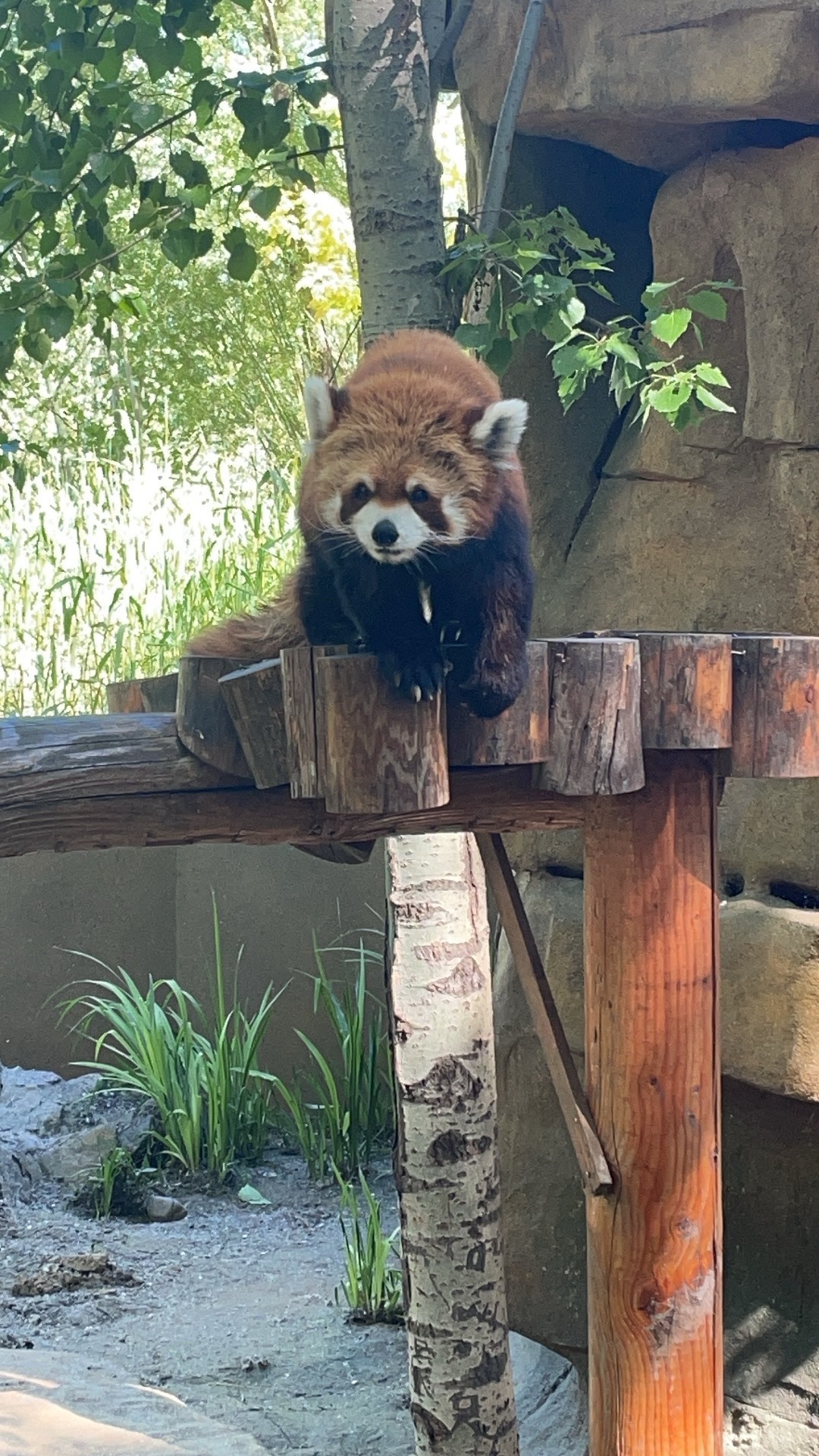 北京野生动物园旅行图片 2