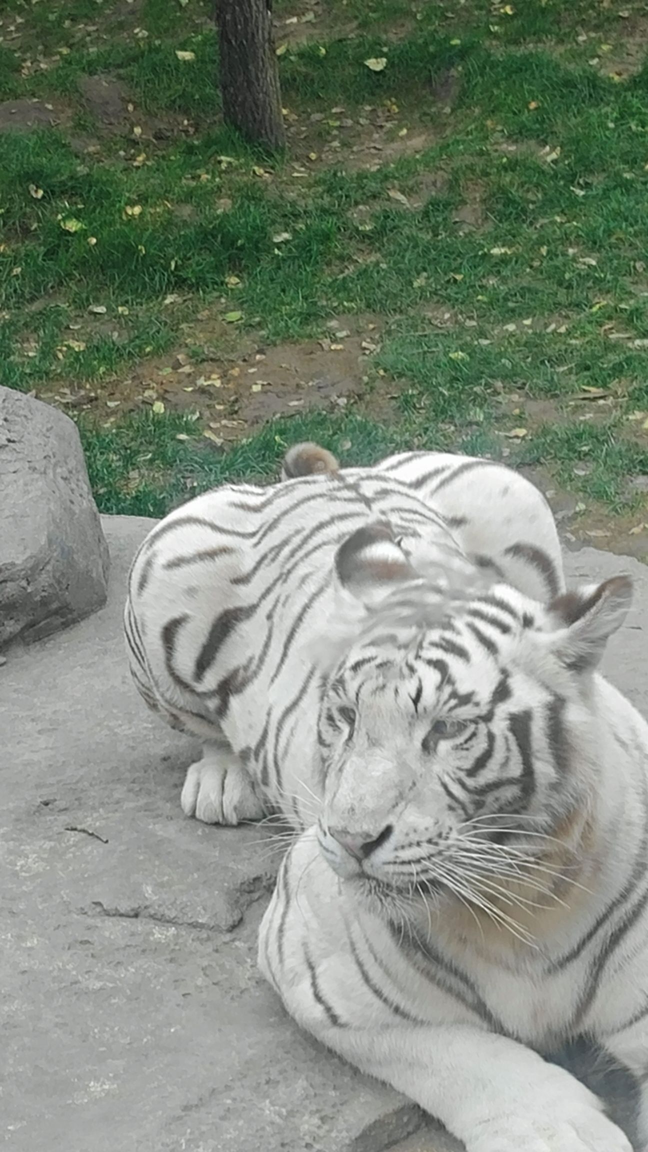 北京野生动物园旅行图片 1