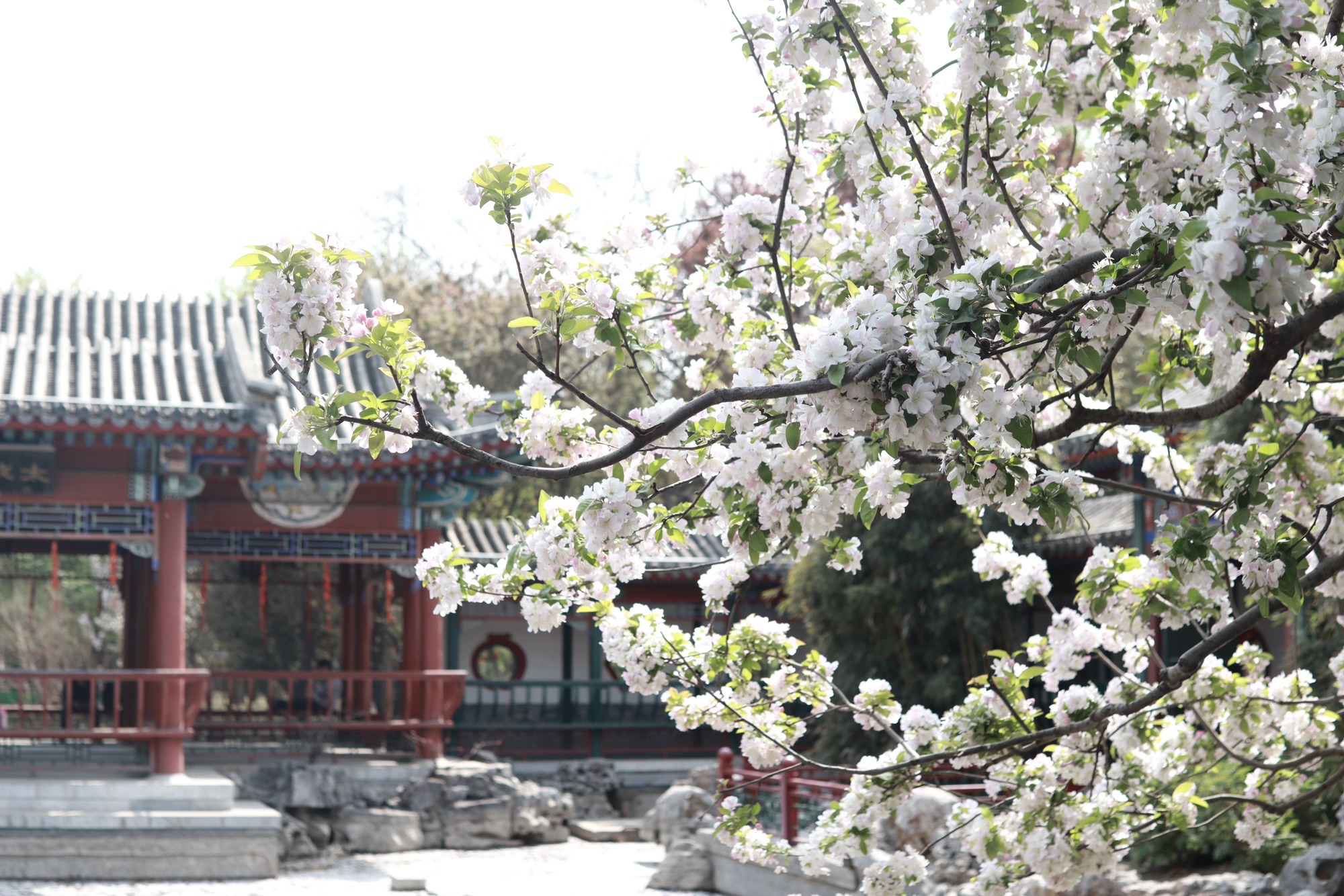 月坛公园旅行图片 3