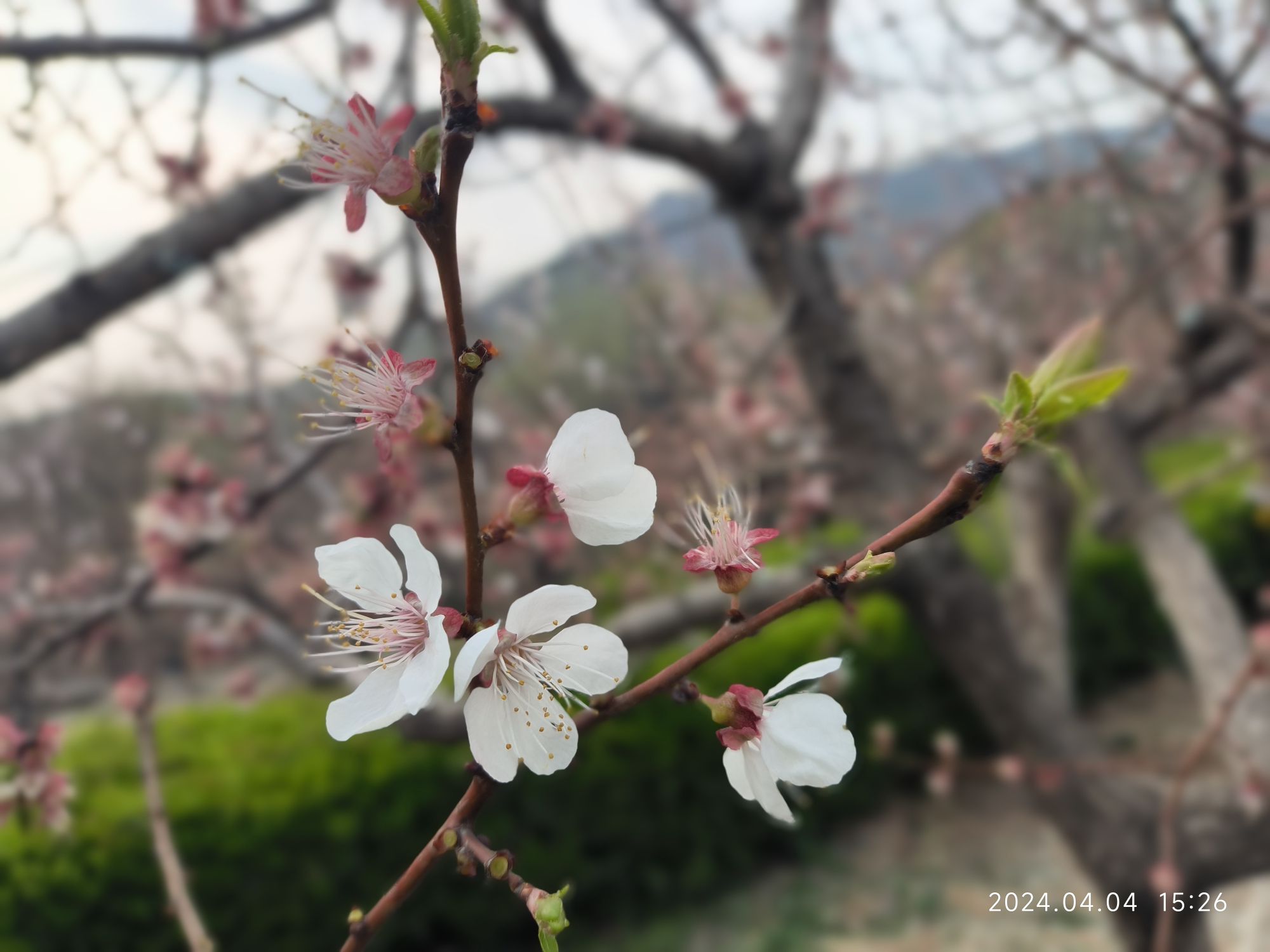 北宫国家森林公园旅行图片 2