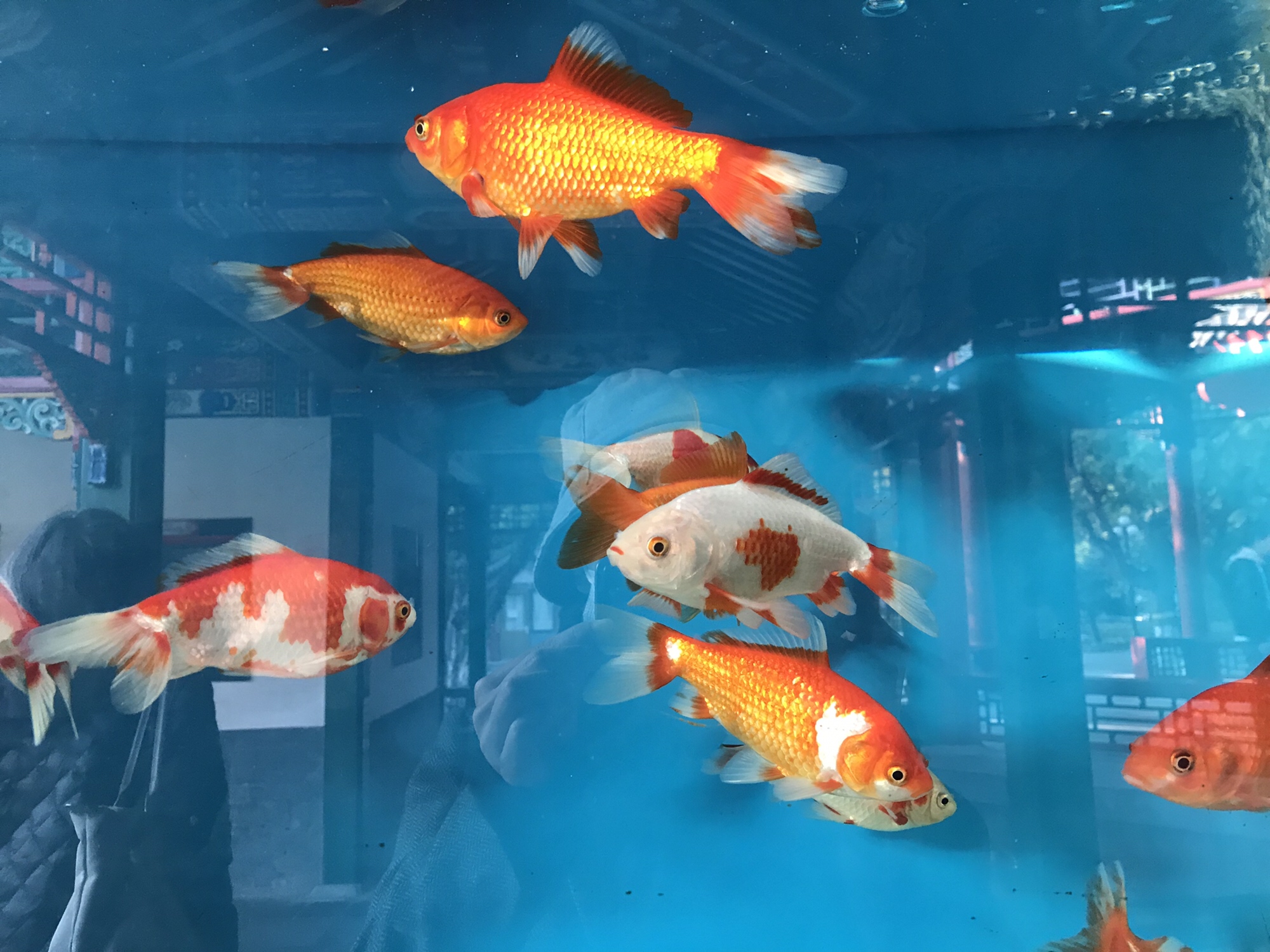 中山公园旅行图片 3