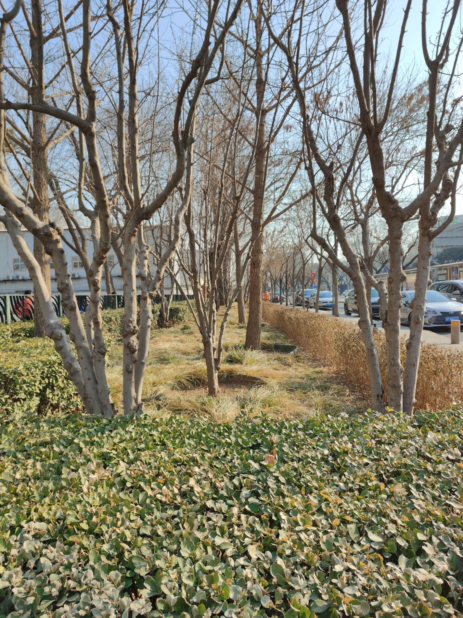 老来乐文化广场旅行图片 1