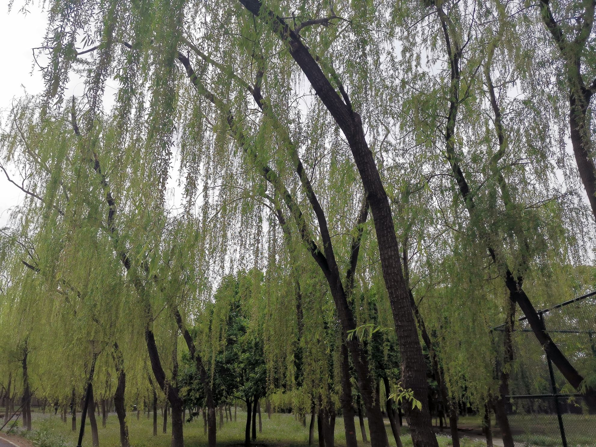万丰公园旅行图片 3
