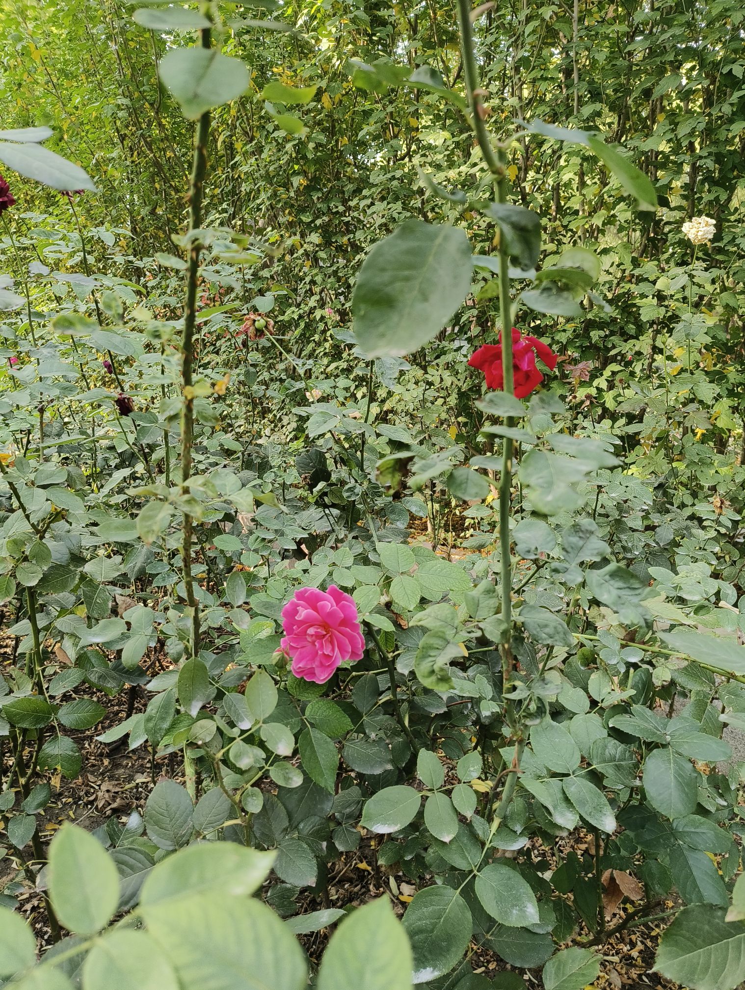 玫瑰公园旅行图片 3