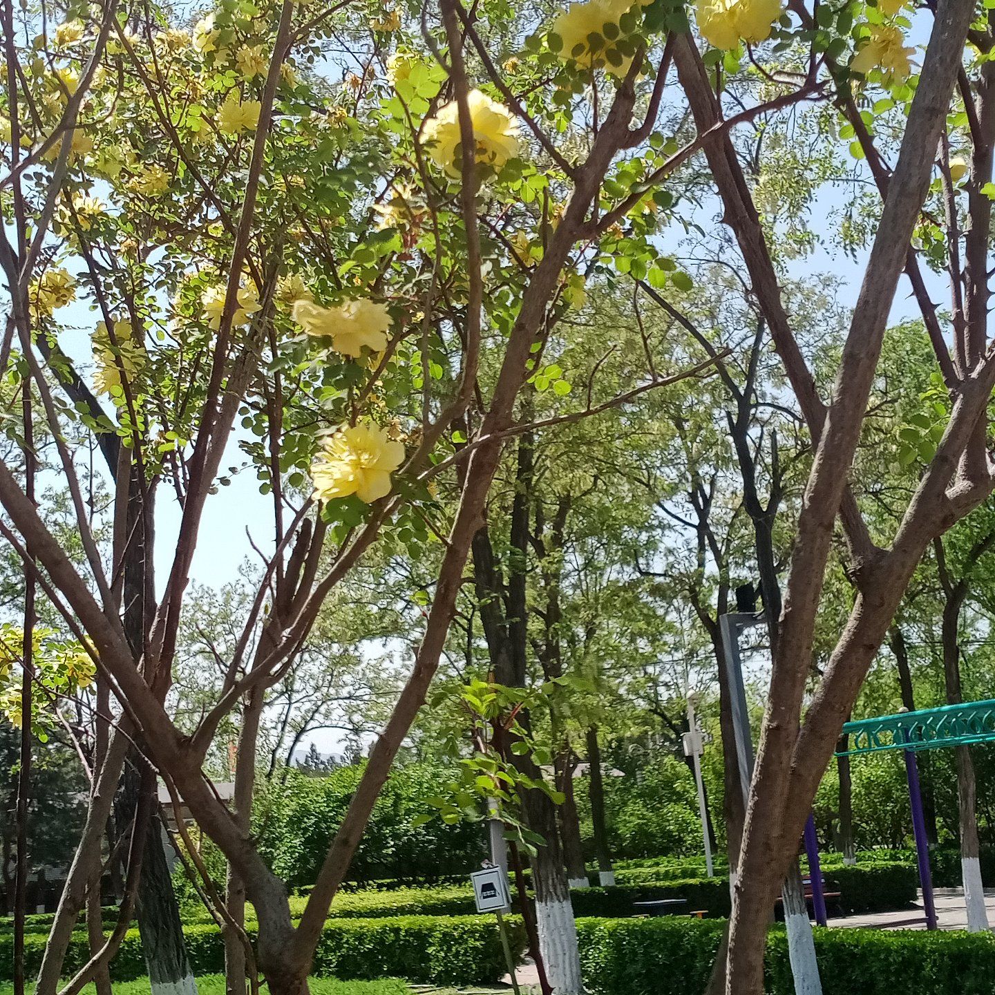 南口公园旅行图片 2
