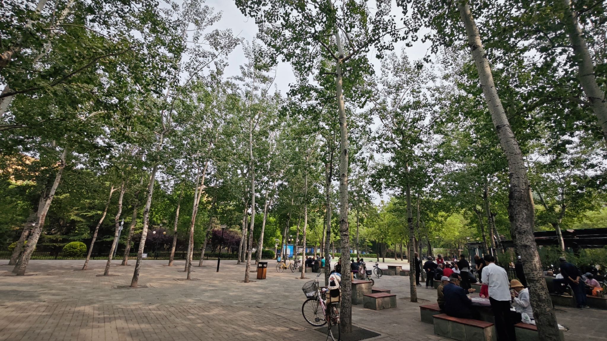 翠城公园旅行图片 3