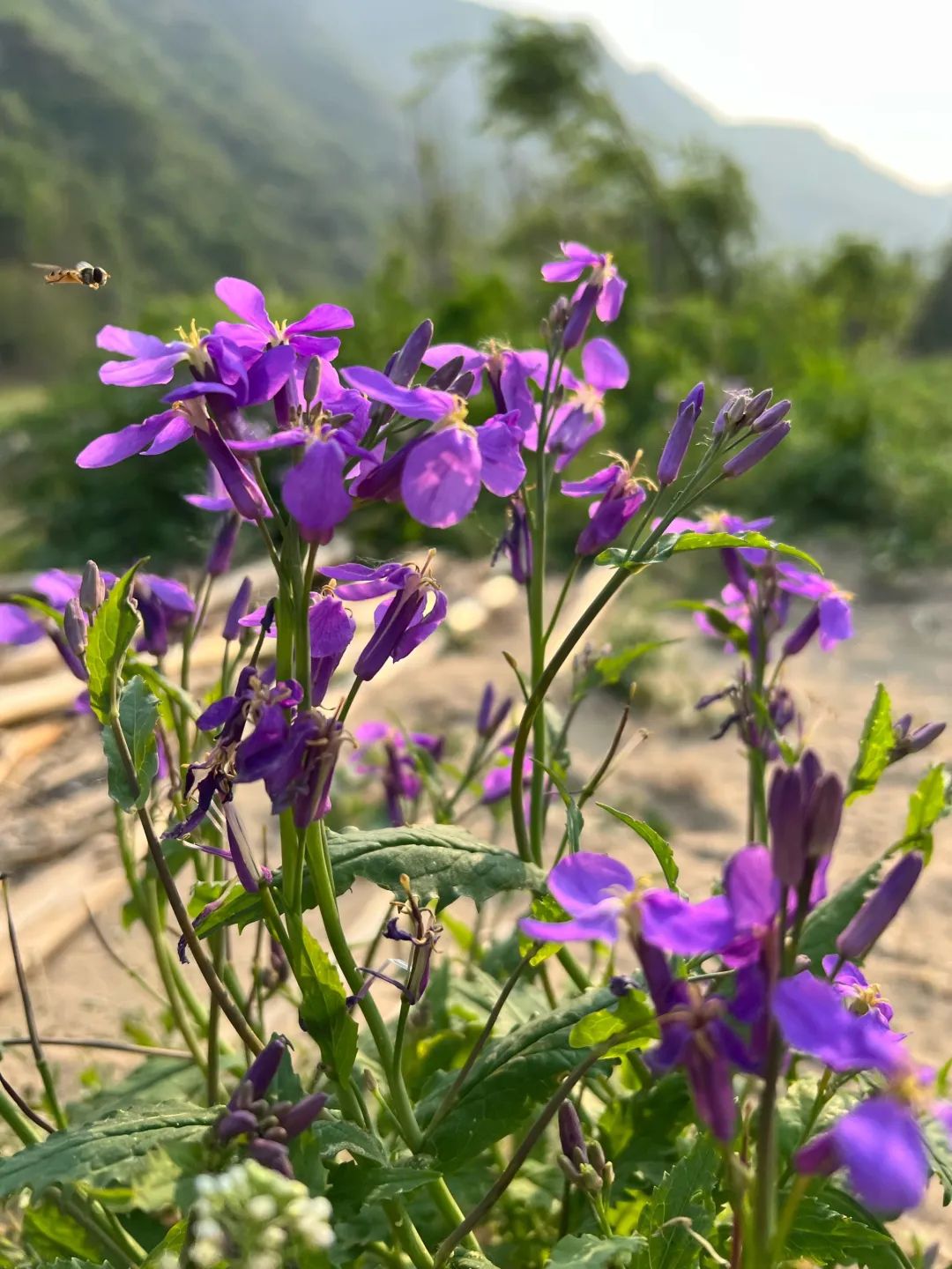 栗花溪谷旅行图片 3