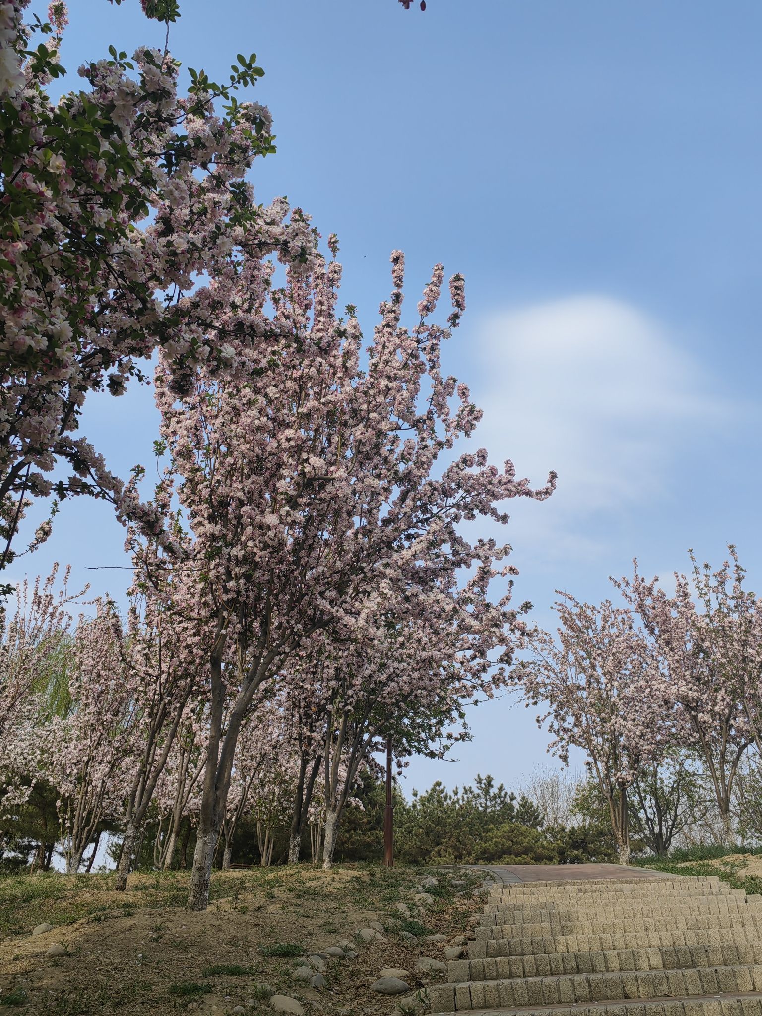南海子公园旅行图片 2