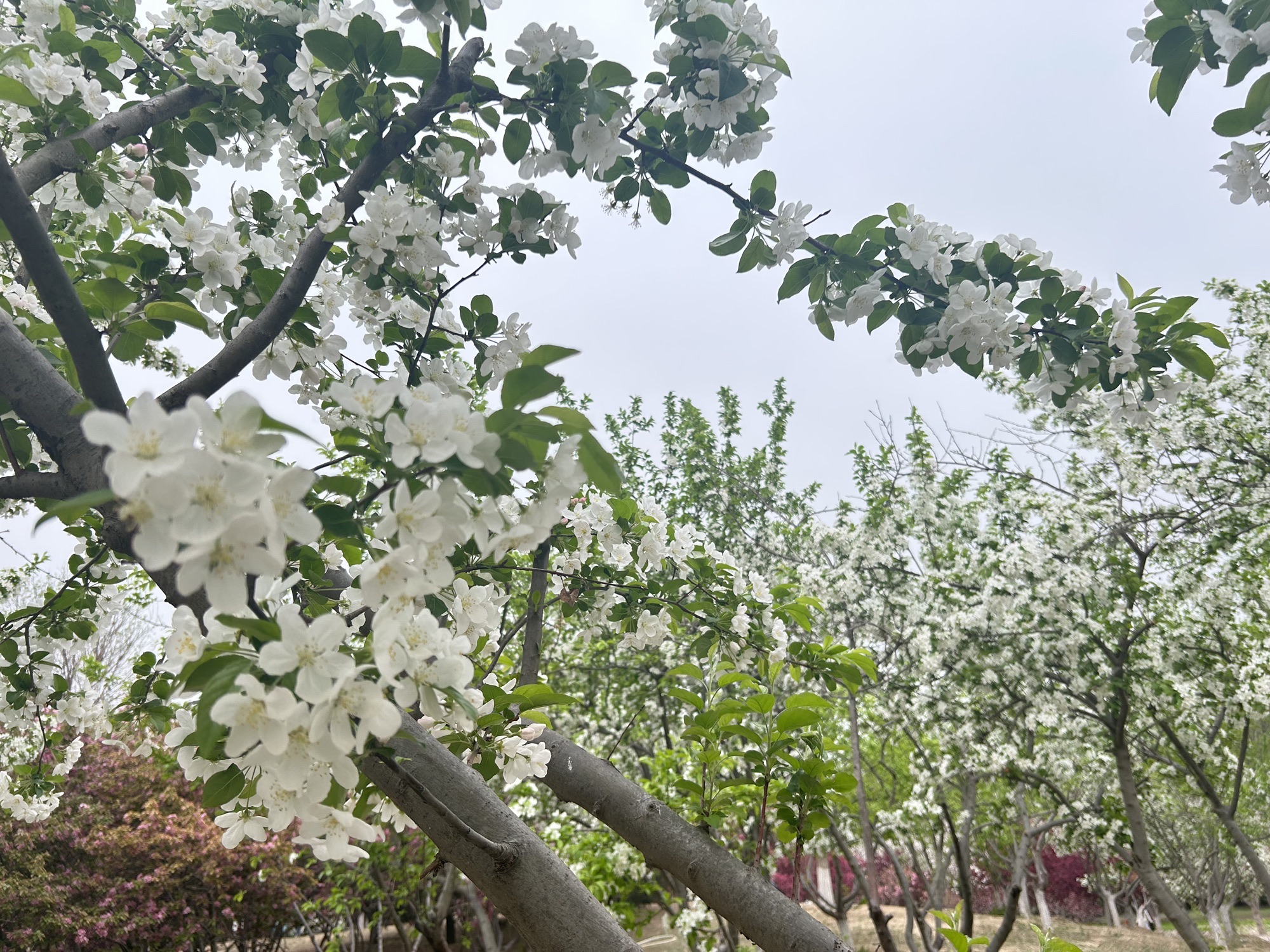 南海子公园旅行图片 2