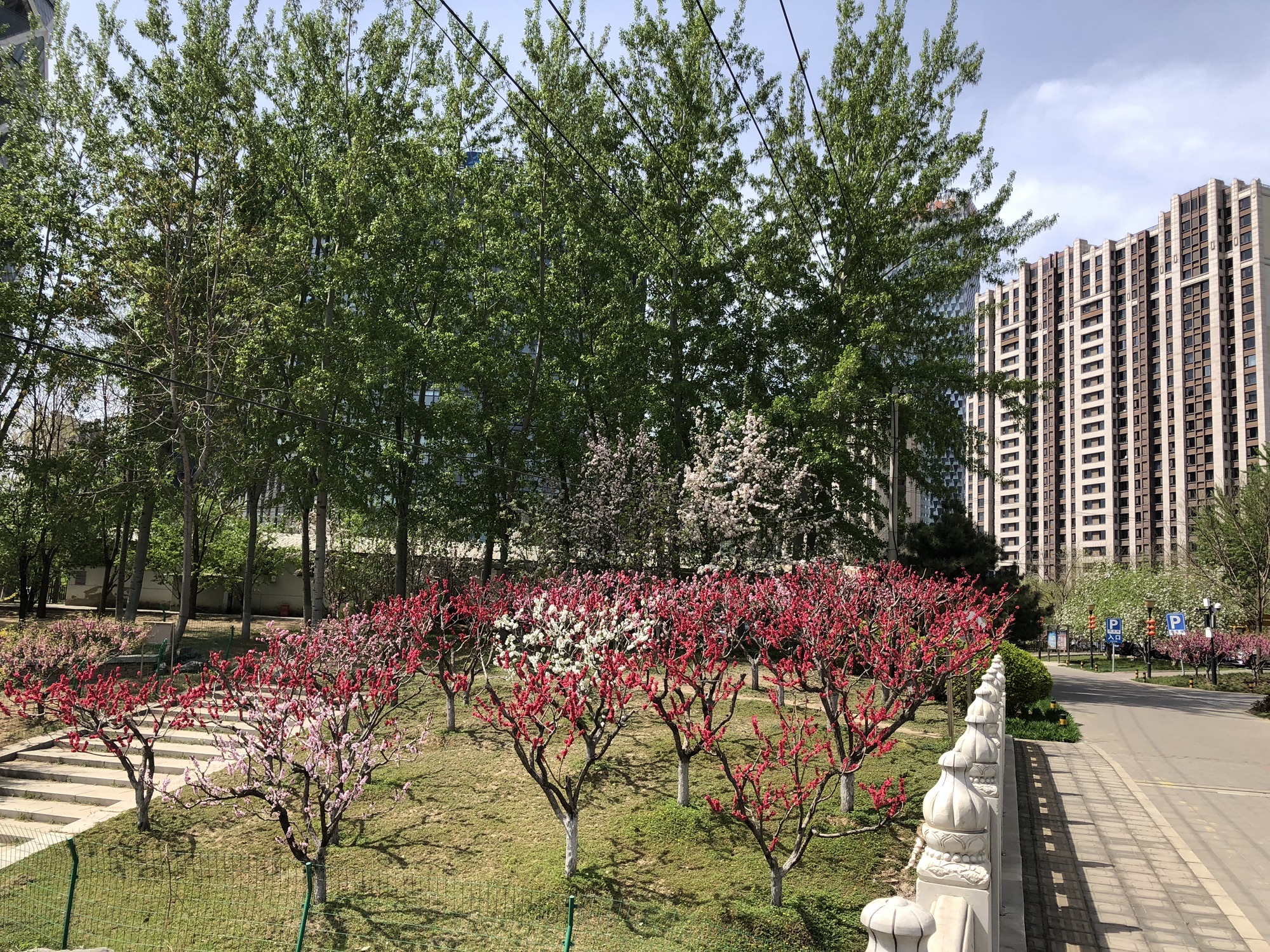 大望京公园旅行图片 1