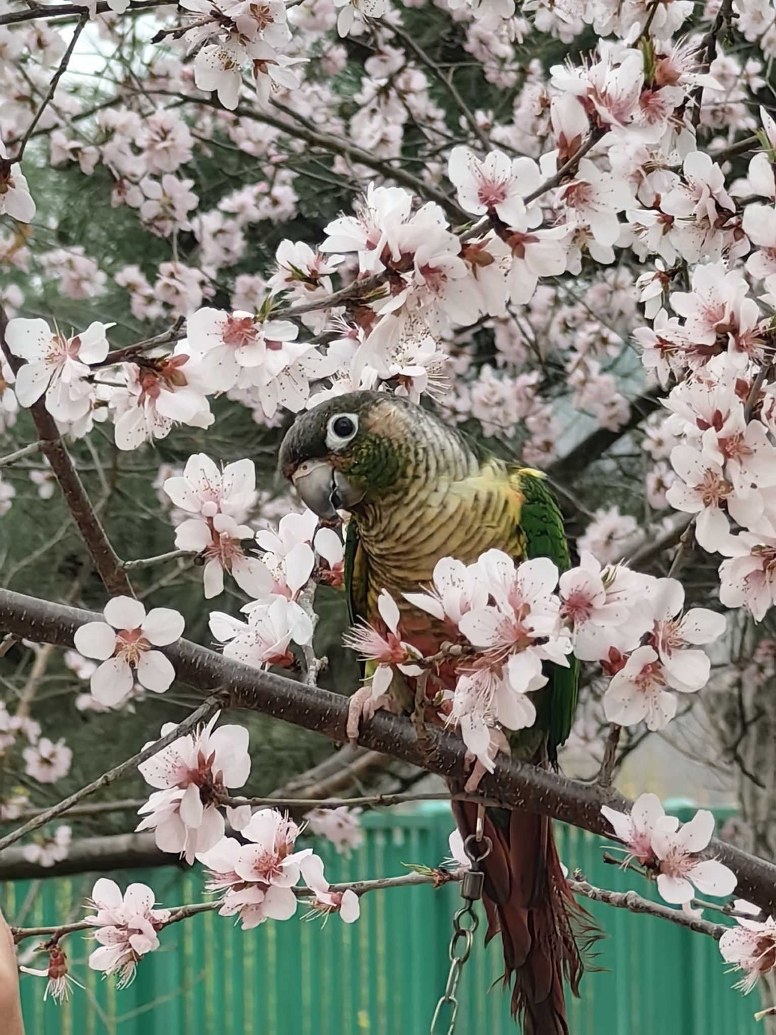 老山城市休闲公园旅行图片 1