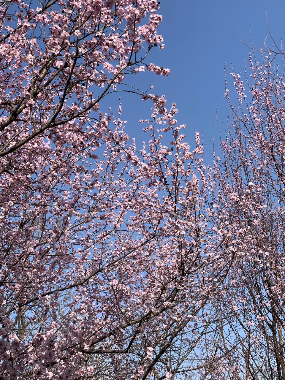 老山城市休闲公园旅行图片 1