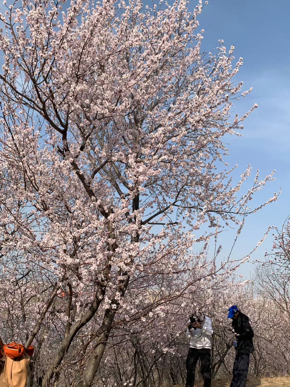 老山城市休闲公园旅行图片 3