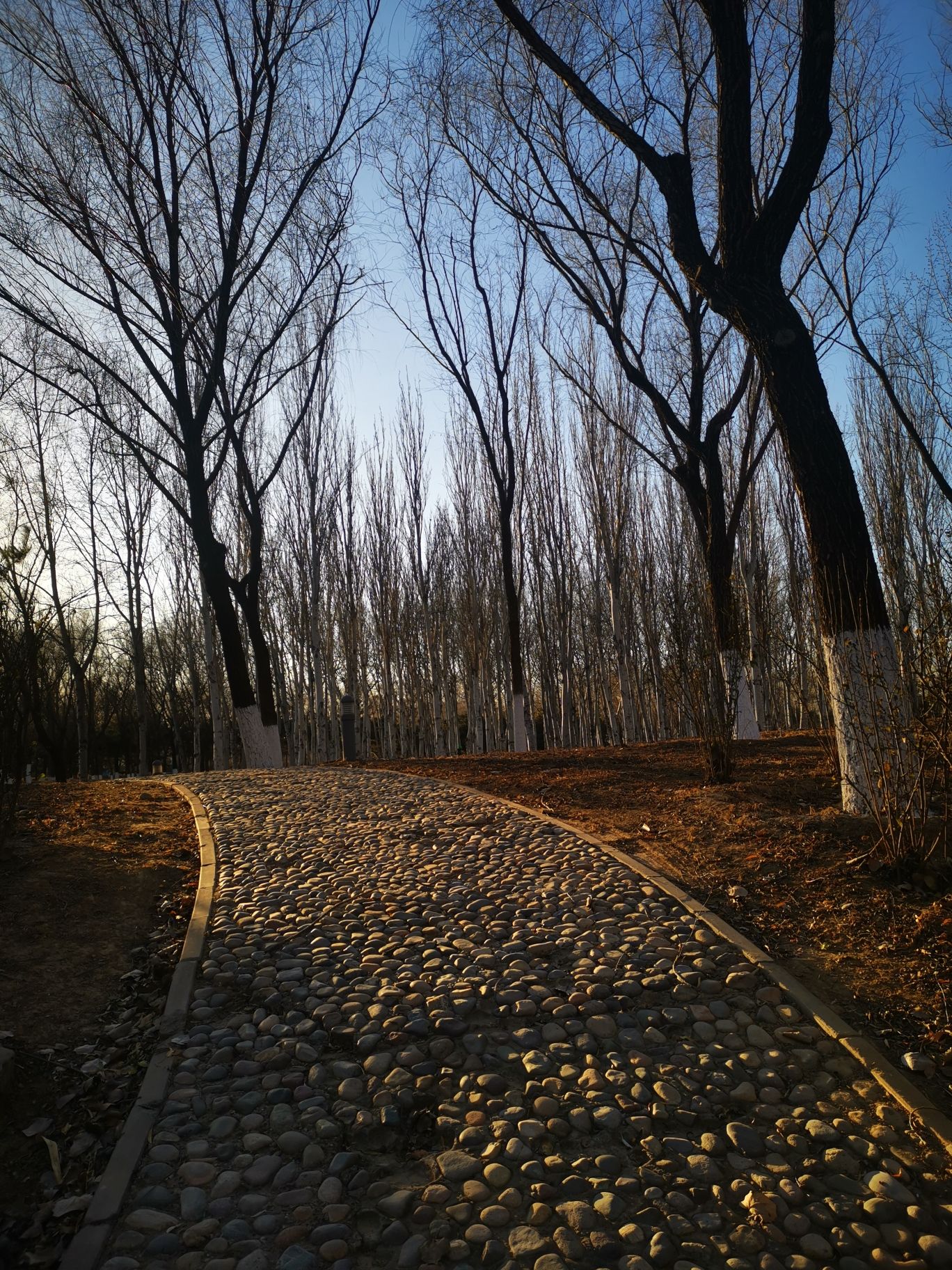 金星公园旅行图片 2