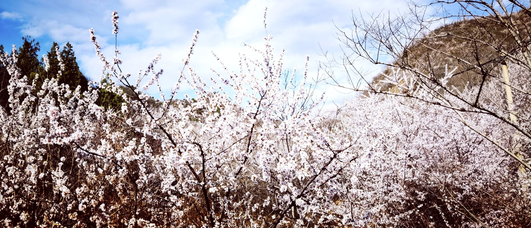 长寿村望宝川旅行图片 2