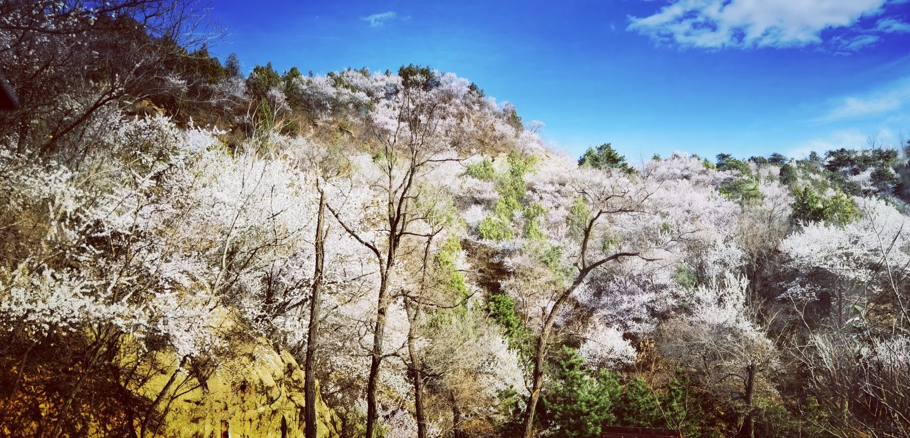 长寿村望宝川旅行图片 1