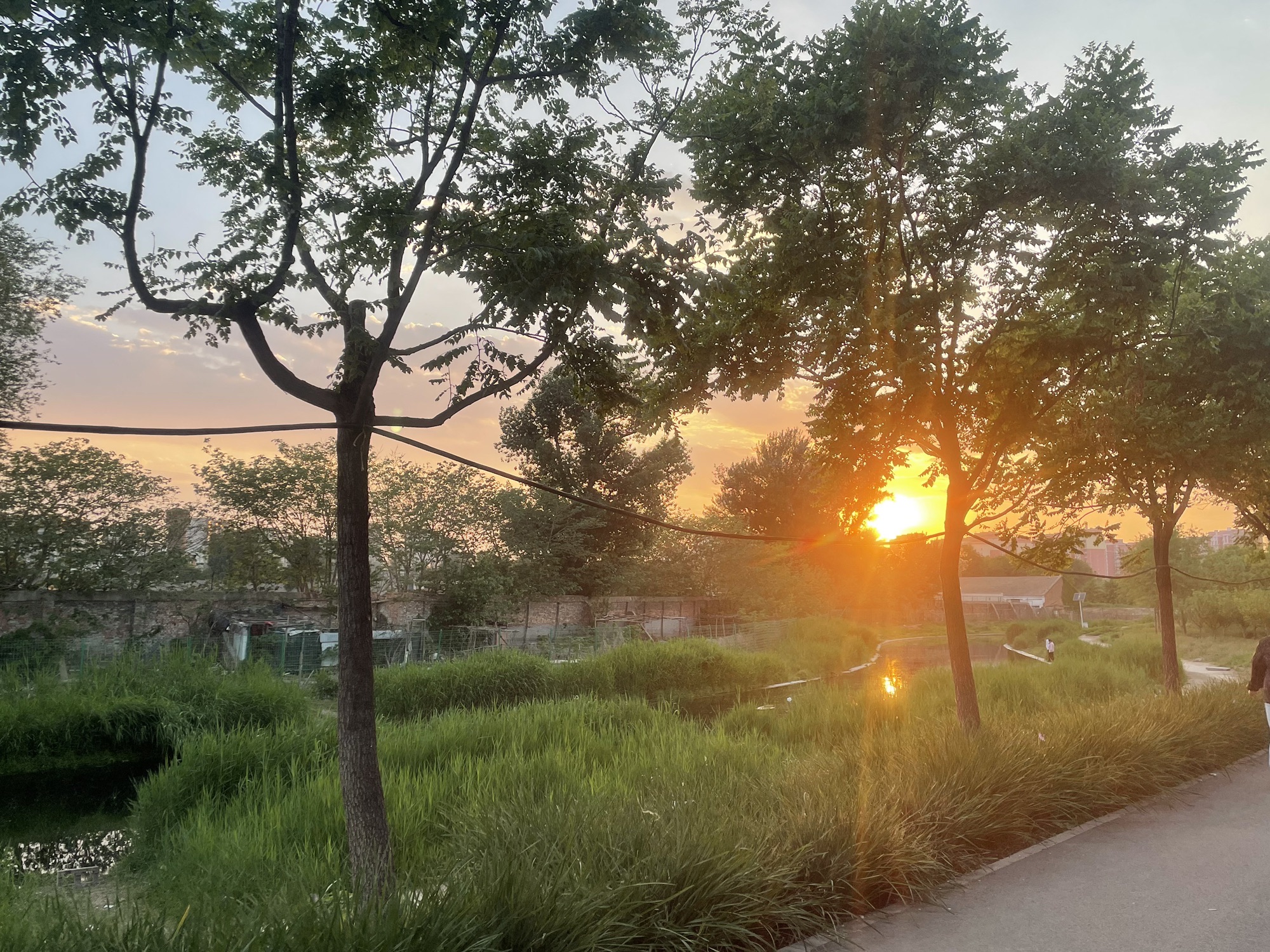 桃苑公园旅行图片 2