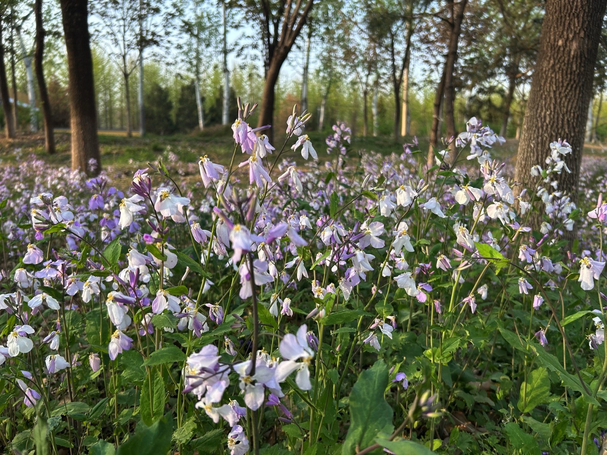桃苑公园旅行图片 2
