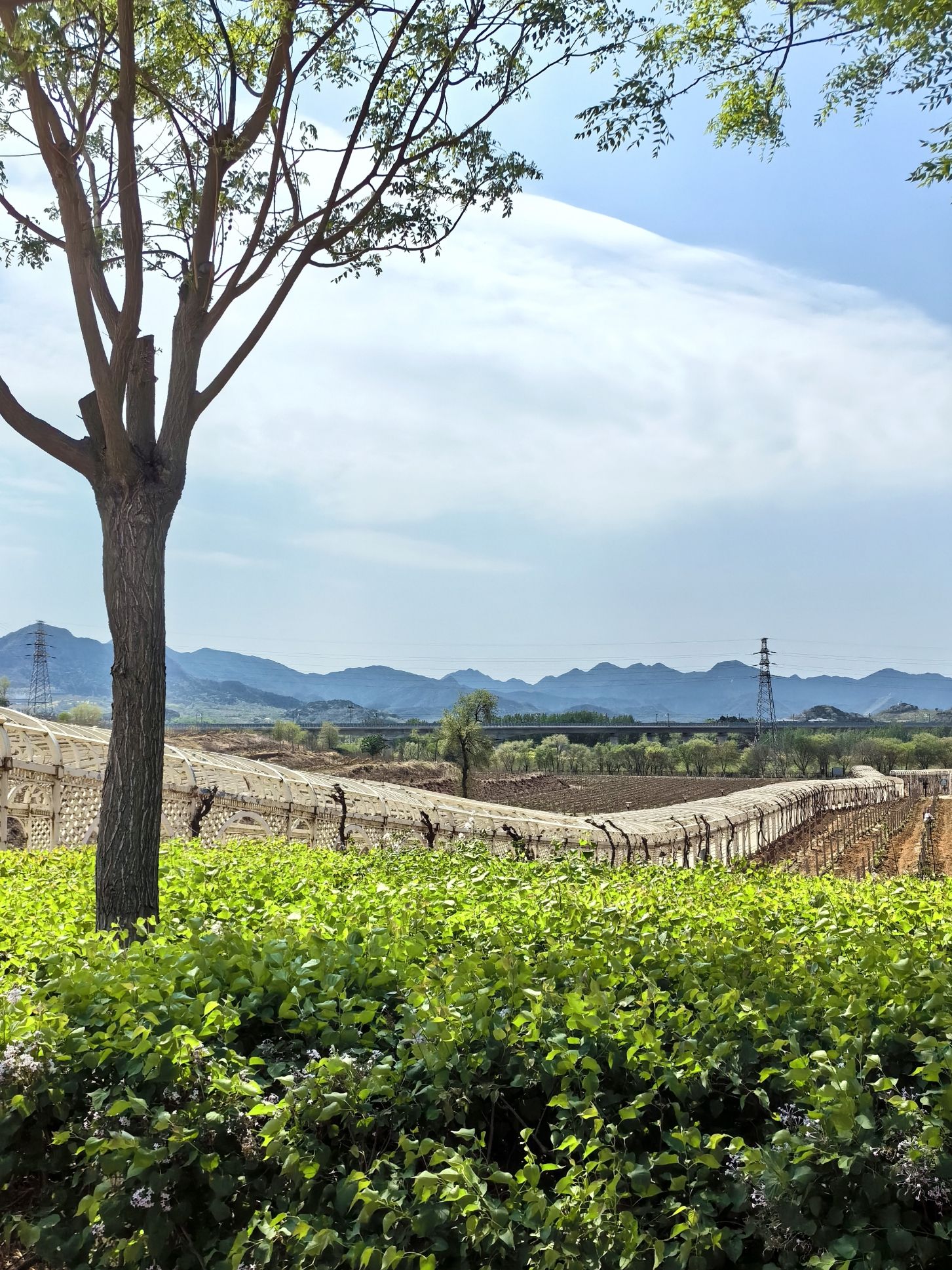 北京张裕爱斐堡酒庄旅行图片 3