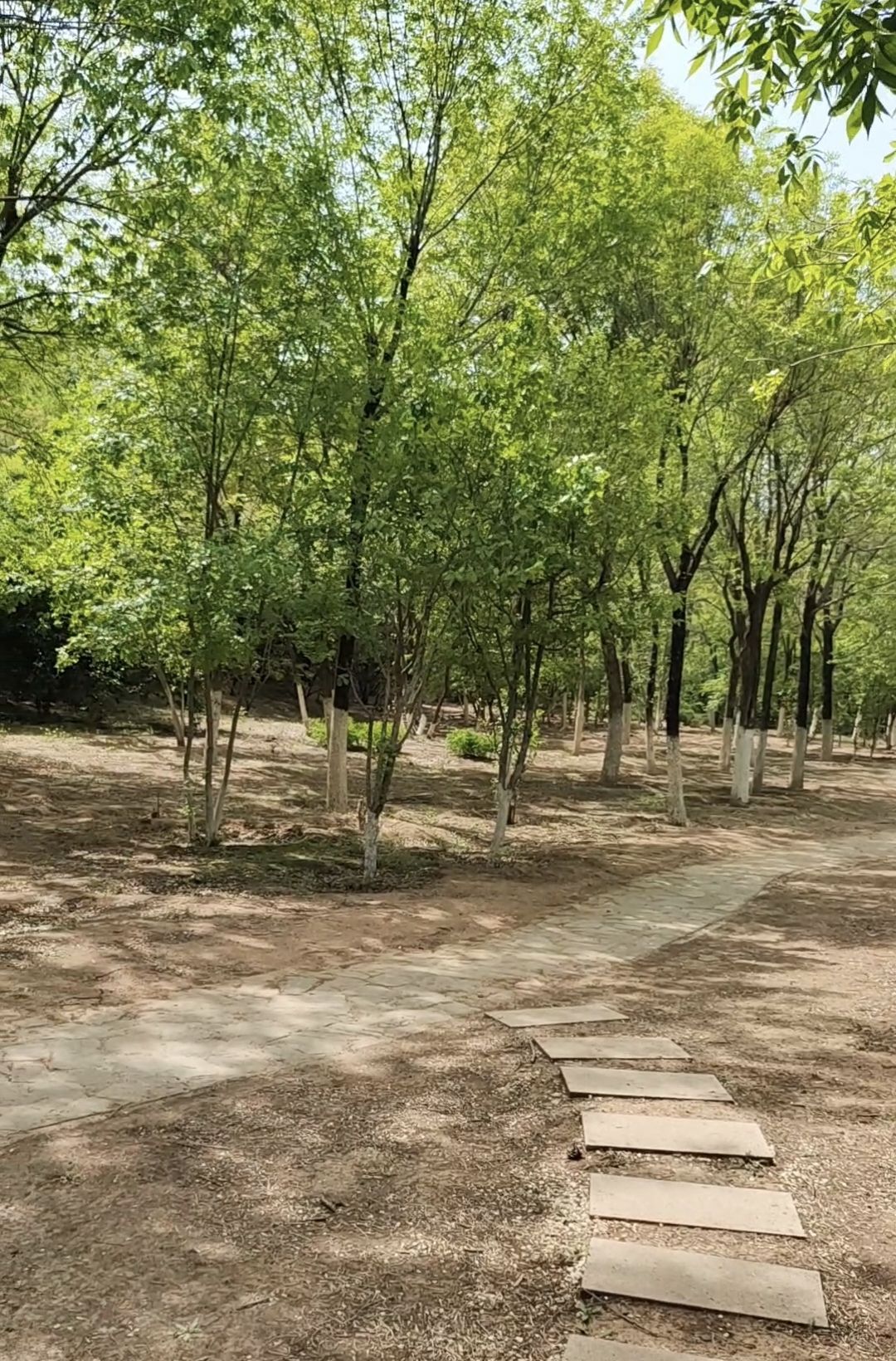 滨河世纪广场公园旅行图片 2