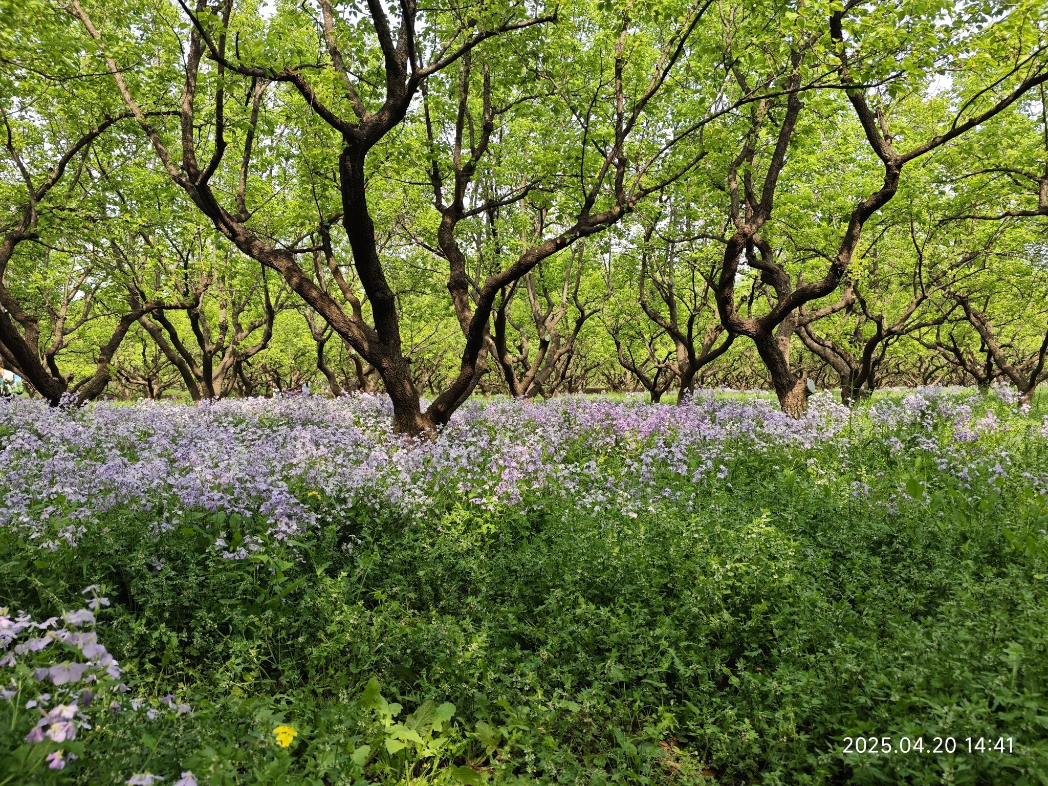 旺兴湖郊野公园北区