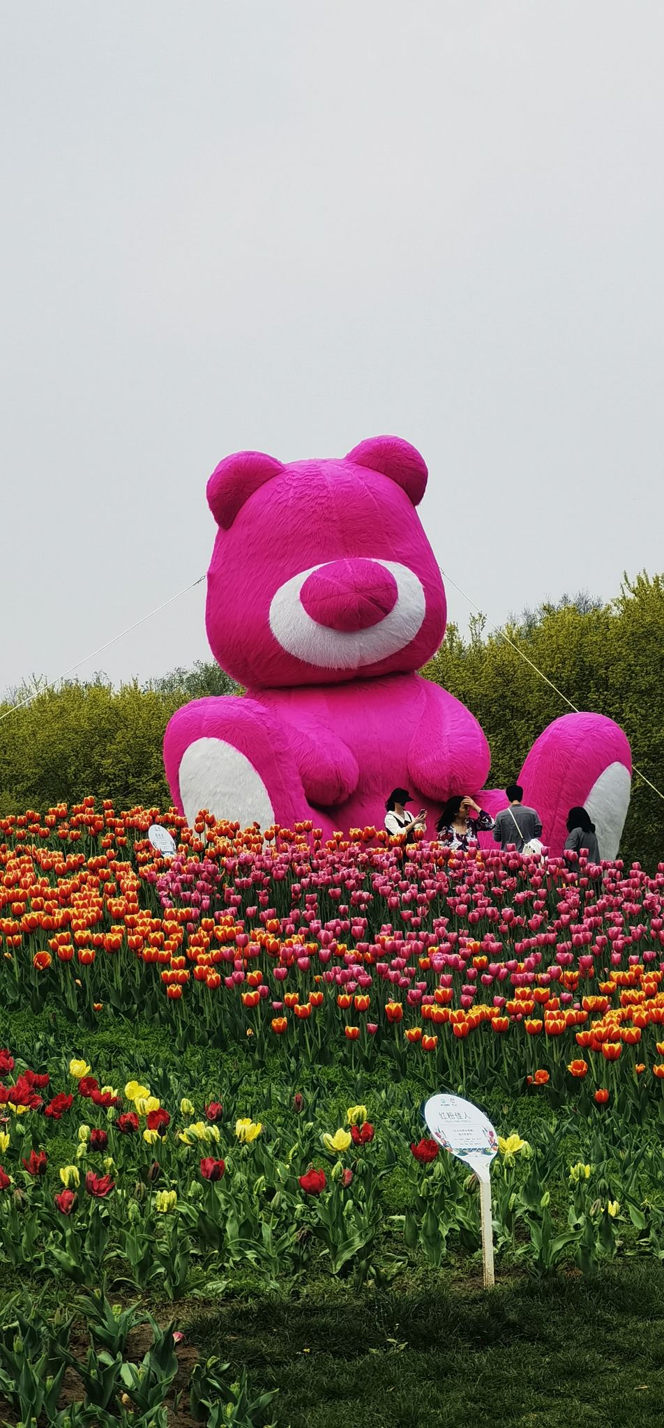北京国际鲜花港旅行图片 3
