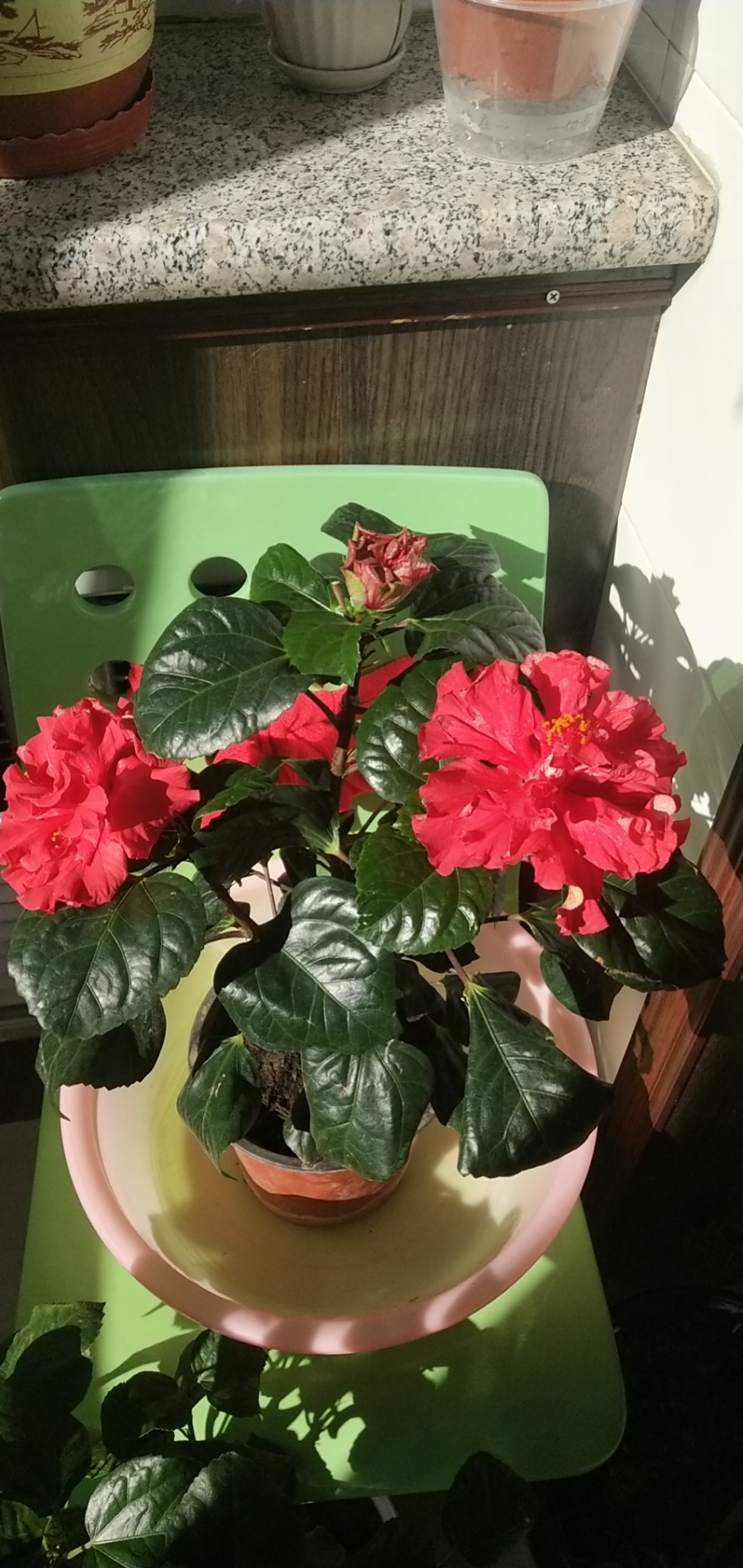 北京国际鲜花港旅行图片 3
