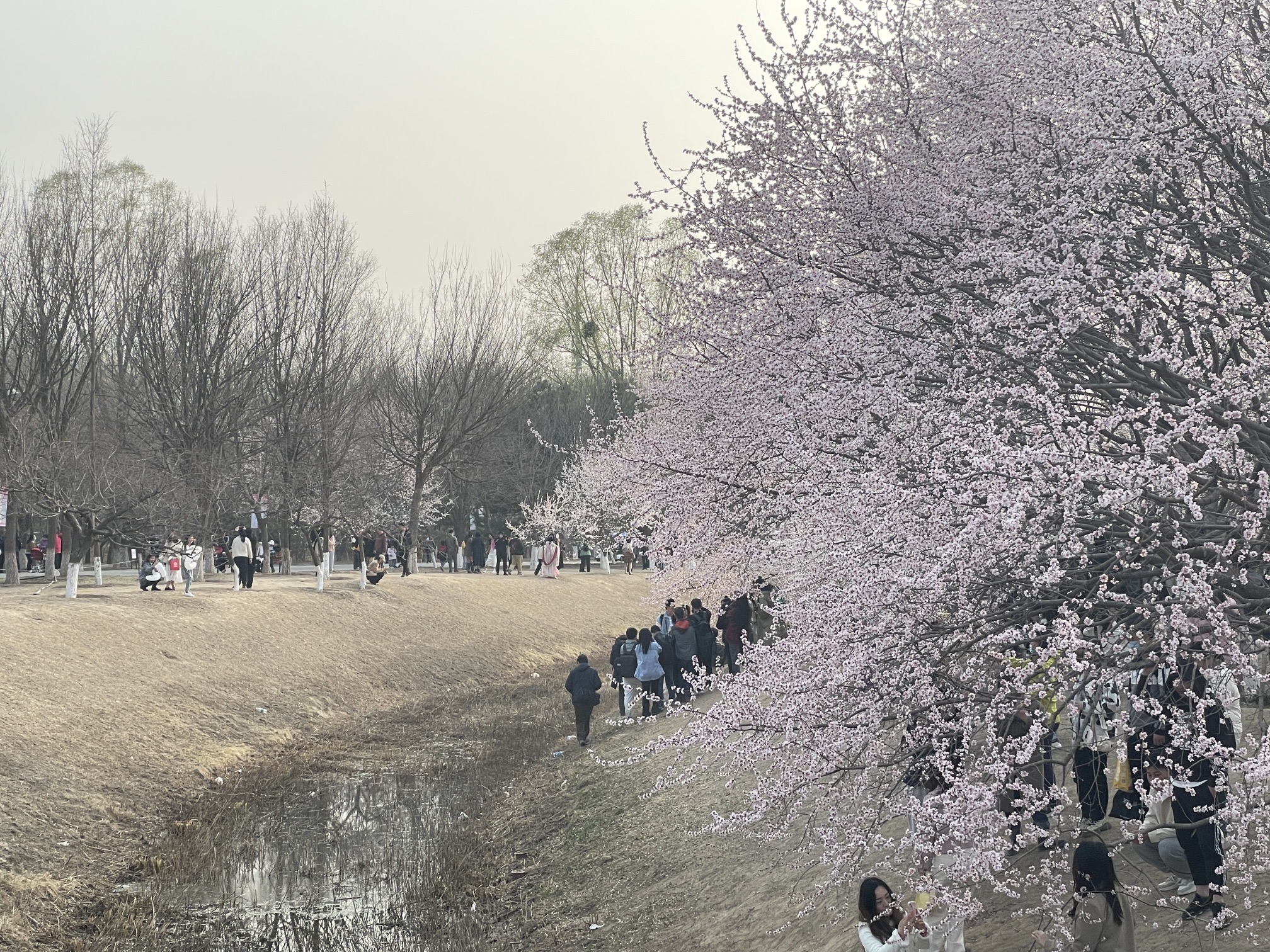 奥林匹克森林公园旅行图片 1