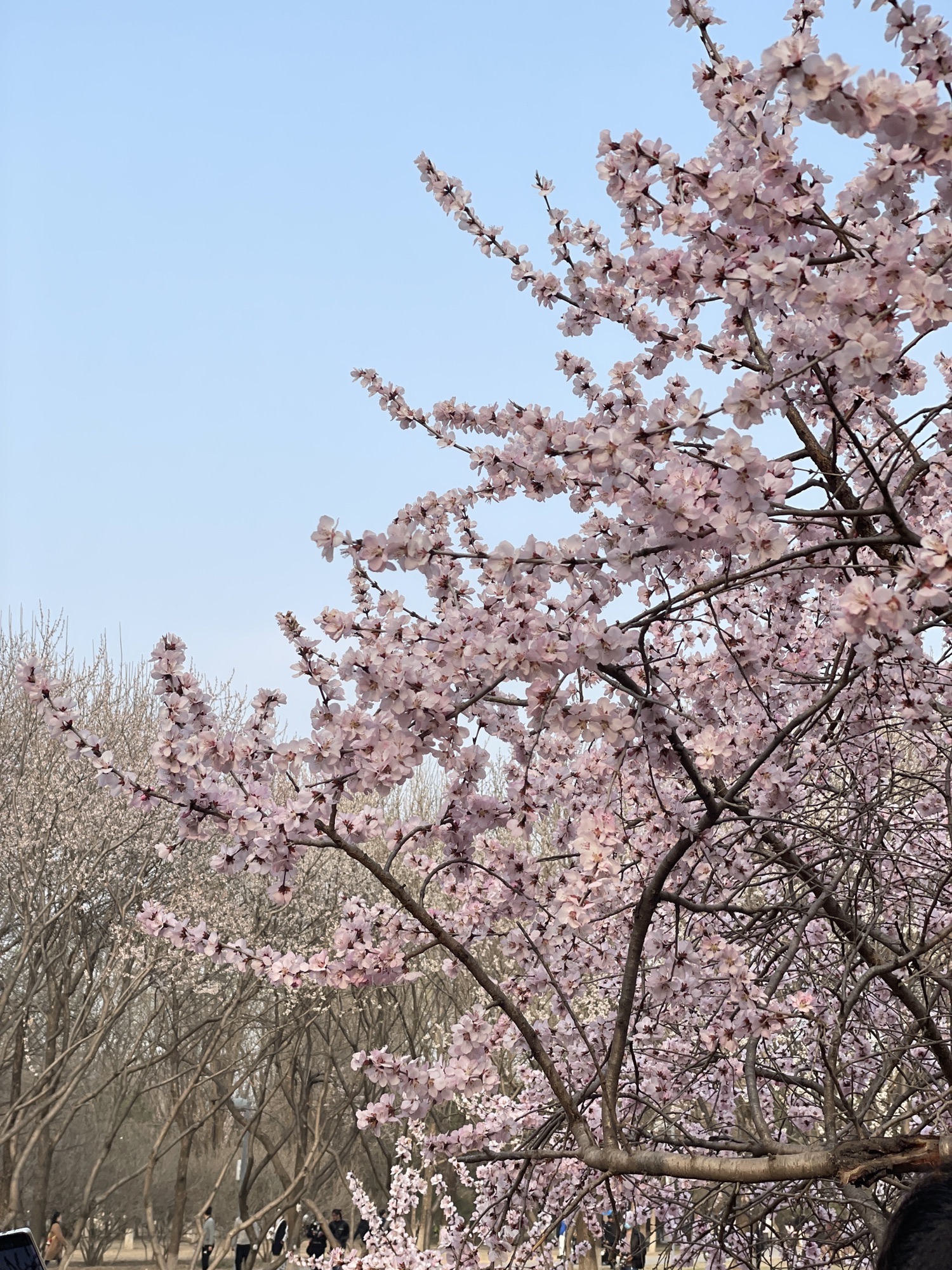 奥林匹克森林公园旅行图片 3