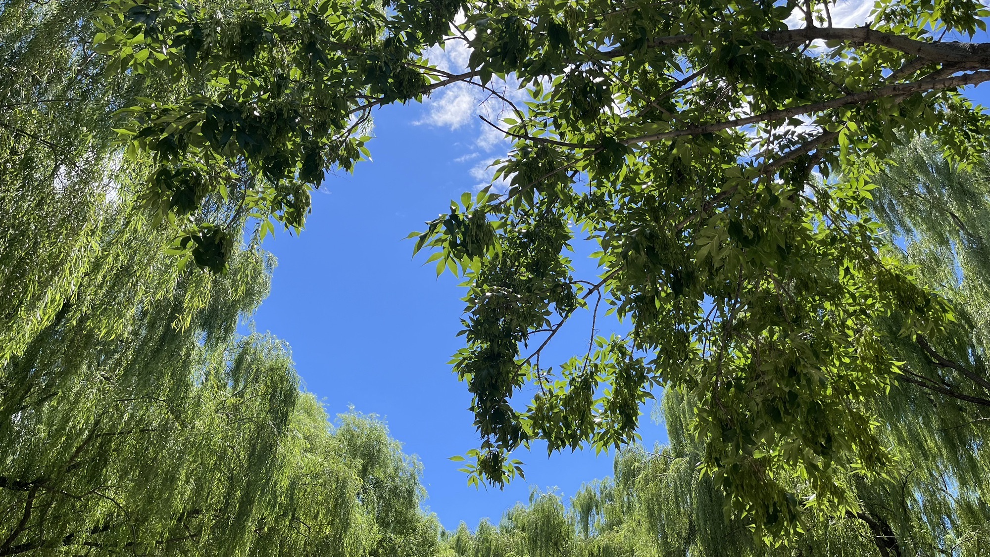 树村公园旅行图片 1