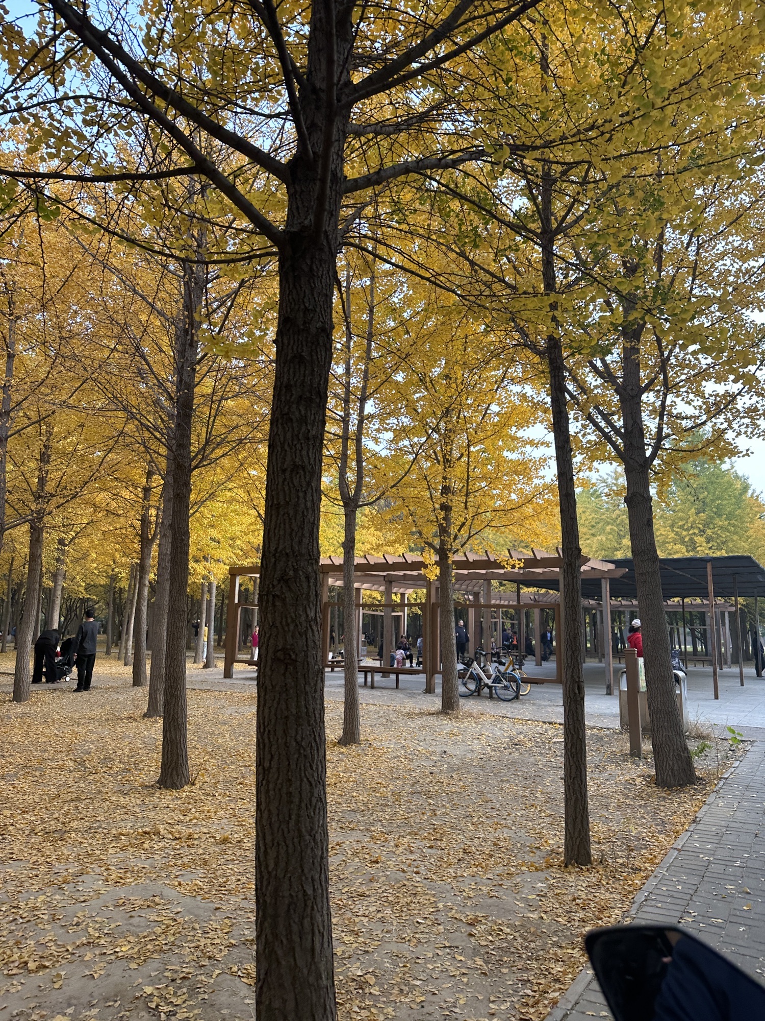 天元公园旅行图片 1