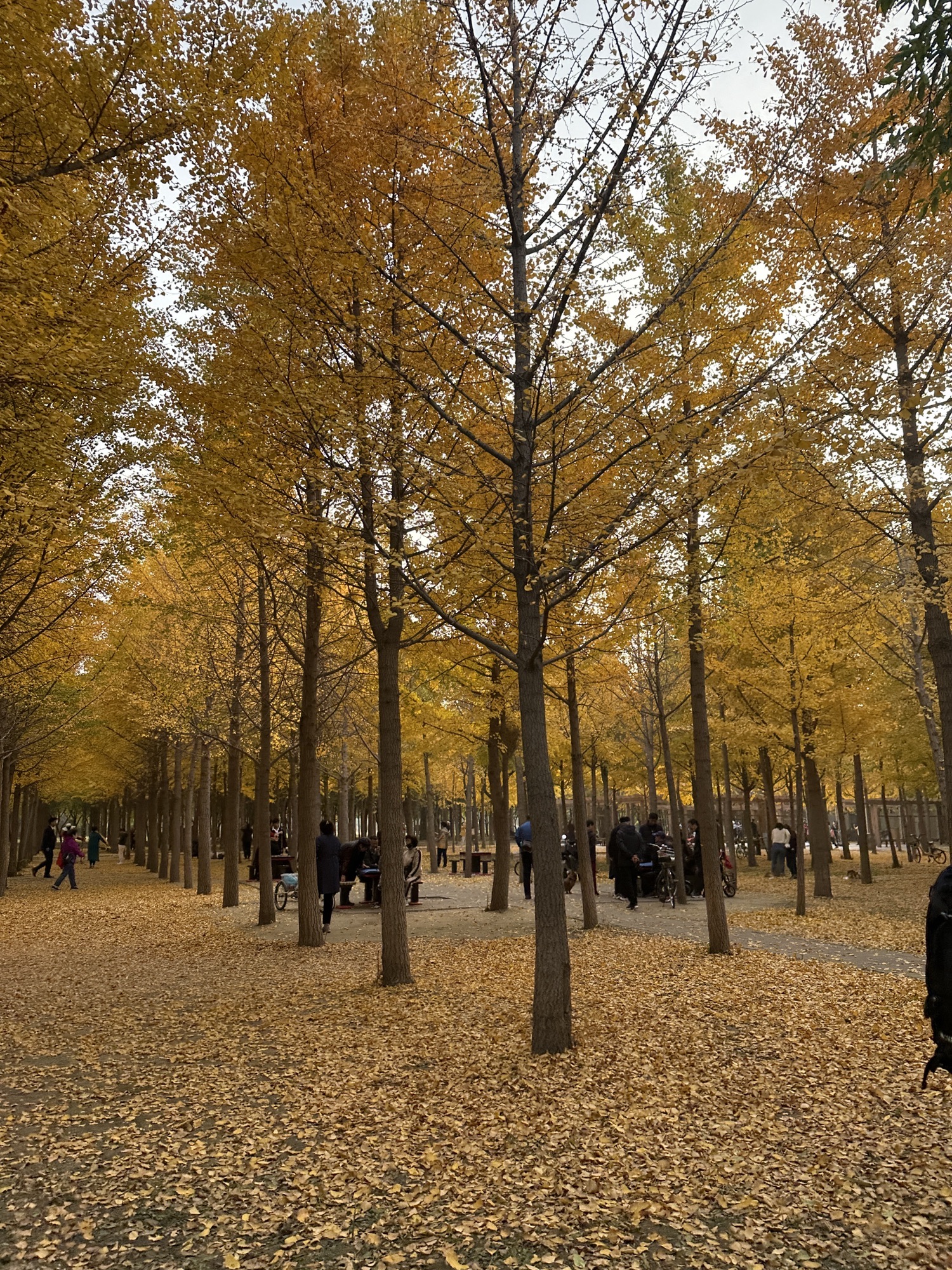 天元公园旅行图片 2