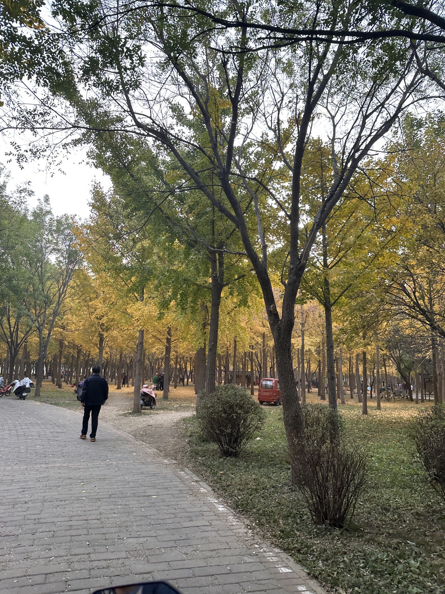天元公园旅行图片 3